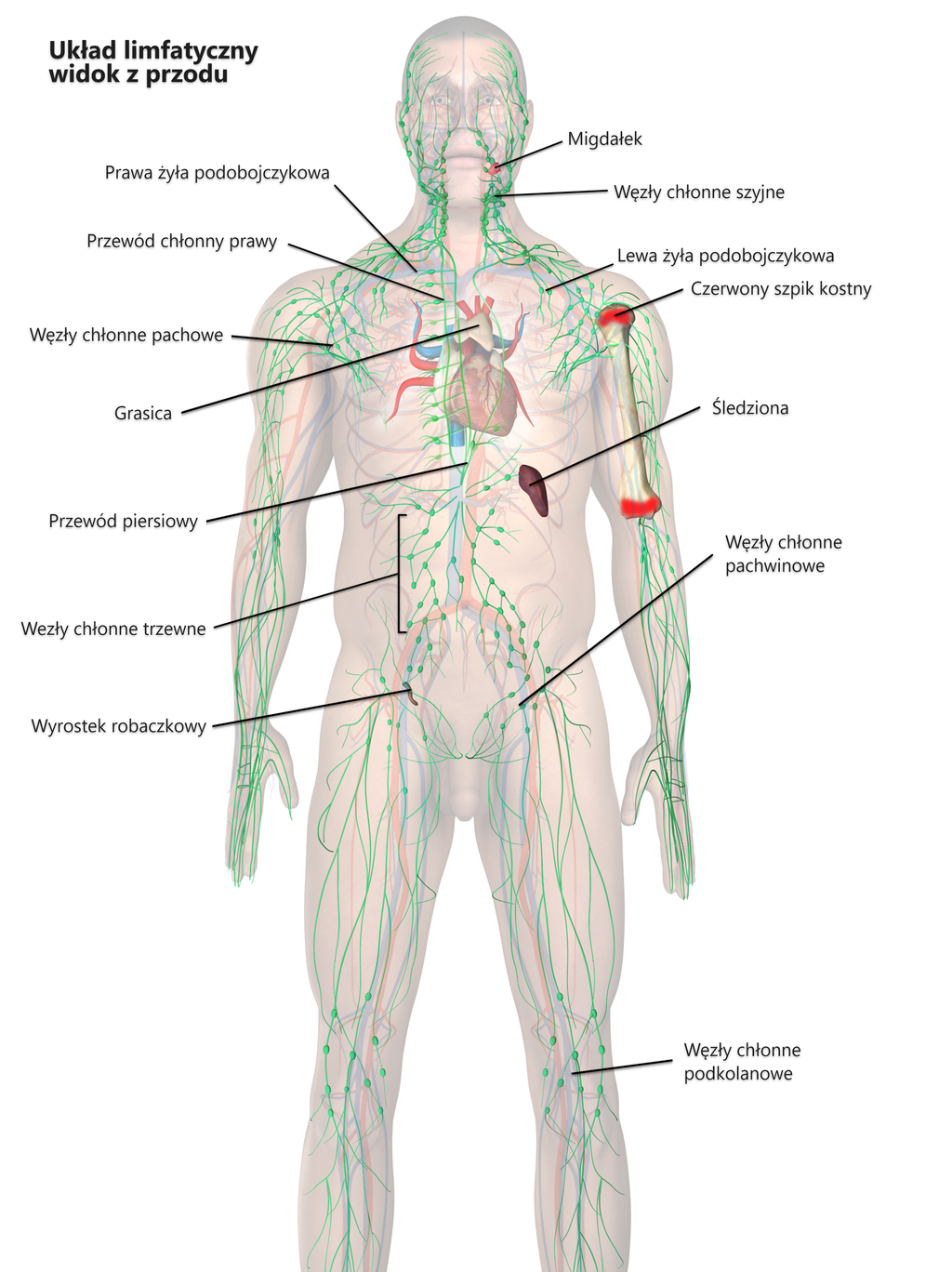 Grafika przedstawia elementy układu limfatycznego. Należą do niego: migdałki, węzły chłonne szyjne, prawa i lewa żyła obojczykowa, przewody chłonne, węzły chłonne pachowe, czerwony szpik kostny, grasica, śledziona, przewód piersiowy, węzły chłonne trzewne oraz pachwinowe, wyrostek robaczkowy i węzły chłonne podkolanowe. 