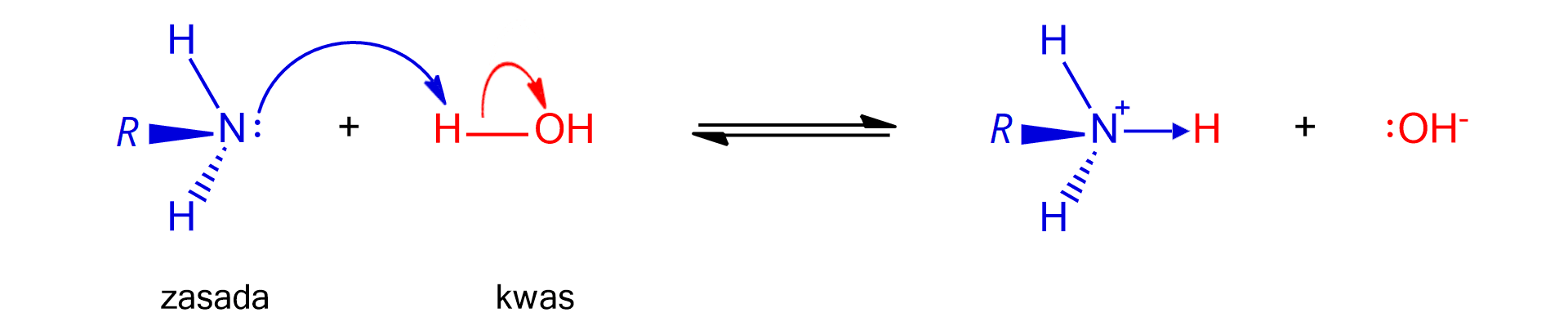 Ilustracja przedstawia mechanizm reakcji chemicznej pomiędzy cząsteczką aminy pierwszorzędowej i cząsteczką wody. Po lewej stronie znajduje się zasada, czyli cząsteczka aminy pierwszorzędowej. Stanowi ją atom azotu z jedną wolna parą elektronową w formie pary kropek i trzema wiązaniami pojedynczymi poprowadzonymi do dwóch atomów wodoru oraz jednego podstawnika R; we wzorze uwzględniono geometrię struktury, to znaczy jedno z wiązań znajduje się w płaszczyźnie monitora, drugie wychodzi za płaszczyznę, a trzecie ze wspomnianą grupą R - przed. Cząsteczka ta reaguje z kwasem, którego rolę pełni cząsteczka wody H wiązanie pojedyncze OH. Ruch elektronów reprezentuje łukowata strzałka poprowadzona od wolnej pary elektronowej atomu azotu do atomu wodoru w cząsteczce wody. Druga łukowata strzałka odchodzi od wiązania pojedynczego łączącego wspomniany atom wodoru z atomem tlenu w cząsteczce wody i skierowana jest do tegoż atomu tlenu. Strzałka w prawo, strzałka w lewo. Za strzałkami kation amoniowy zbudowany z atomu azotu połączonego za pomocą dwóch wiązań pojedynczych z dwoma atomami wodoru, z podstawnikiem R - również za pomocą wiązania pojedynczego oraz za pomocą wiązania koordynacyjnego z kolejnym atomem wodoru. Wiązanie koordynacyjne reprezentowane jest przez strzałkę poprowadzoną od atomu azotu do atomu wodoru, a na atomie azotu zaznaczono również ładunek dodatni znakiem plus. Cząsteczka ma kształt tetraedryczny, to znaczy atomy wodoru i podstawnik R znajdują się w narożach tetraedru. Dodać anion wodorotlenowy OH- z zaznaczoną wolną parą elektronową w postaci pary kropek przy atomie tlenu.