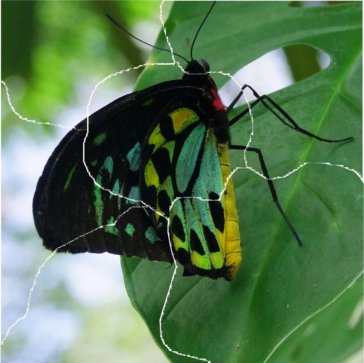 Ilustracja przedstawia zdjęcie kolorowego motyla siedzącego na liściu. Na zdjęciu znajdują się białe linie sugerujące, że zdjęcie zostało złożone z kawałków.