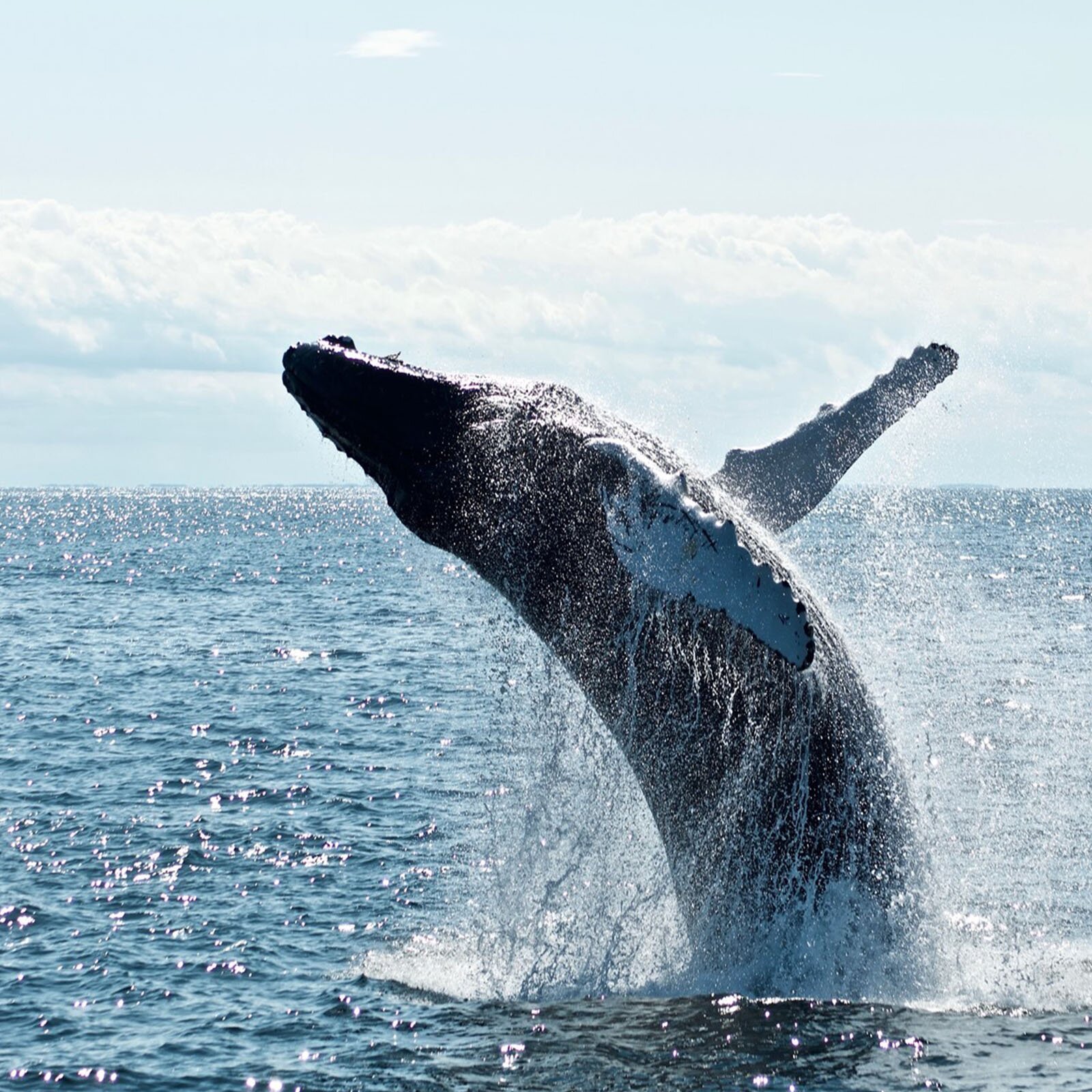 Zdjęcie przedstawia wieloryba wyskakującego z wody. Nad taflą ukazano część podłużnej sylwetki olbrzyma i jego rozłożone płetwy, ociekające wodą..