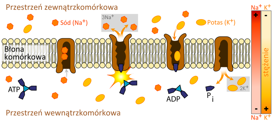 Rysunek przedstawia schemat działania pompy sodowo‑potasowej. Umożliwia ona aktywny transport kationów potasu do wewnątrz komórki, a kationów sodu na jej zewnątrz. Ukazana jest błona komórkowa złożona z dwóch warstw ułożonych pionowo fosfolipidów, które zbudowane są z dwóch pałeczkowatych struktur zakończonych kulistą strukturą. W przestrzeni zewnątrzkomórkowej znajdują się dwie substancje: sód i potas. W etapie pierwszym i drugim związanie Na+ przez białko pompy w przestrzeni wewnątrzkomórkowej przy aktywacji ATP prowadzi do zmiany struktury przestrzennej pompy, w wyniku czego Na+ przeniesione zostaje na zewnątrz błony. Z kolei w etapie trzeciem i czwartym związanie K+ w przestrzeni zewnątrzkomórkowej i związana z tym defosforylacja umożliwiają pompie powrót do jej wyjściowej struktury przestrzennej. Prowadzi to do przeniesienia K+ przez błonę komórkową i uwolnienia go do cytozolu. W każdym cyklu trzy jony sodu opuszczają komórkę, a dwa jony potasu do niej wnikają. W wyniku tych procesów, gdy stężenie sodu rośnie, maleje stężenie potasu i na odwrót.