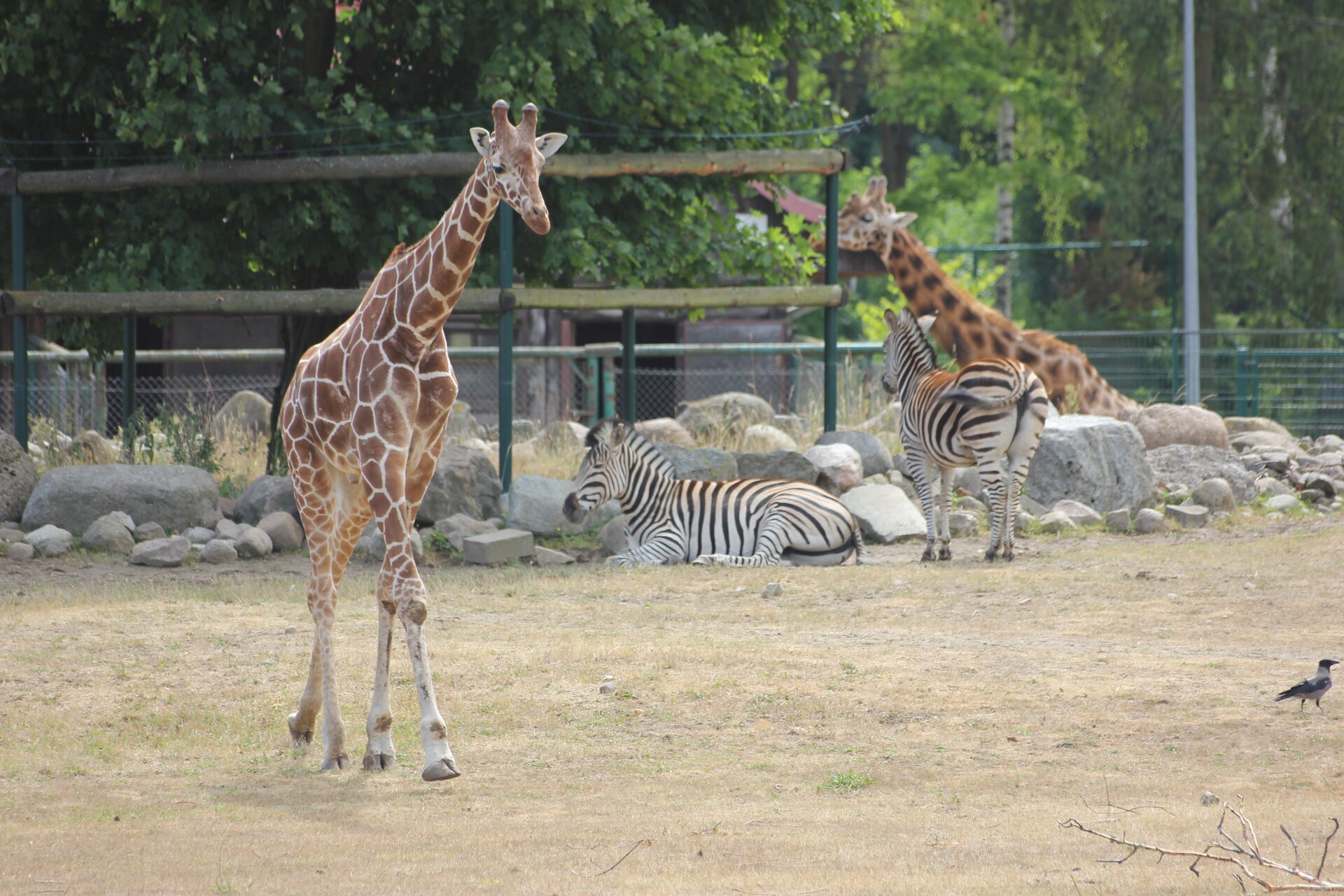 Zdjęcie przedstawia żyrafy i zebry na wybiegu w ogrodzie zoologicznym.