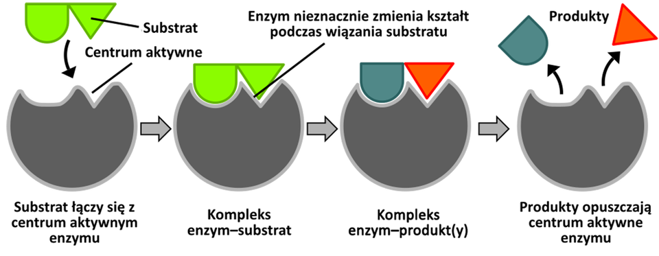 Schemat przedstawiający ideę modelu indukowanego dopasowania. Zakłada ona, że grupy aminokwasów, które tworzą centrum aktywne, podlegają ciągłej rearanżacji przestrzennej. W ten sposób dopasowują swoją pozycję do wiązanego substratu, co umożliwia proces katalizy. Enzym degraduje substrat. Dany związek zostaje rozłożony. Substrat łączy się z centrum aktywnym enzymu. Centrum aktywne to ta część cząsteczki enzymu, która jest bezpośrednio zaangażowana w reakcję chemiczną. Kształt substratu i miejsce aktywne enzymu pasują do siebie jak klucz do zamka. Oba kształty uważane są za sztywne i pasują do siebie idealnie. Substrat to substancja chemiczna ulegająca przekształceniu w czasie reakcji chemicznej, to połączone półkole i trójkąt koloru zielonego. Powstaje kompleks enzym substrat. Enzym nieznacznie zmienia kształt podczas wiązania substratu. Produkty opuszczają centrum aktywne enzymu. W tym nietrwałym stanie przejściowym następuje przekształcenie substratów i powstanie produktów reakcji. Na schemacie produkty reakcji to półkole i trójkąt. Centrum aktywne enzymu to część kolistej cząsteczki z pustym miejscem na półkole i trójkąt. 