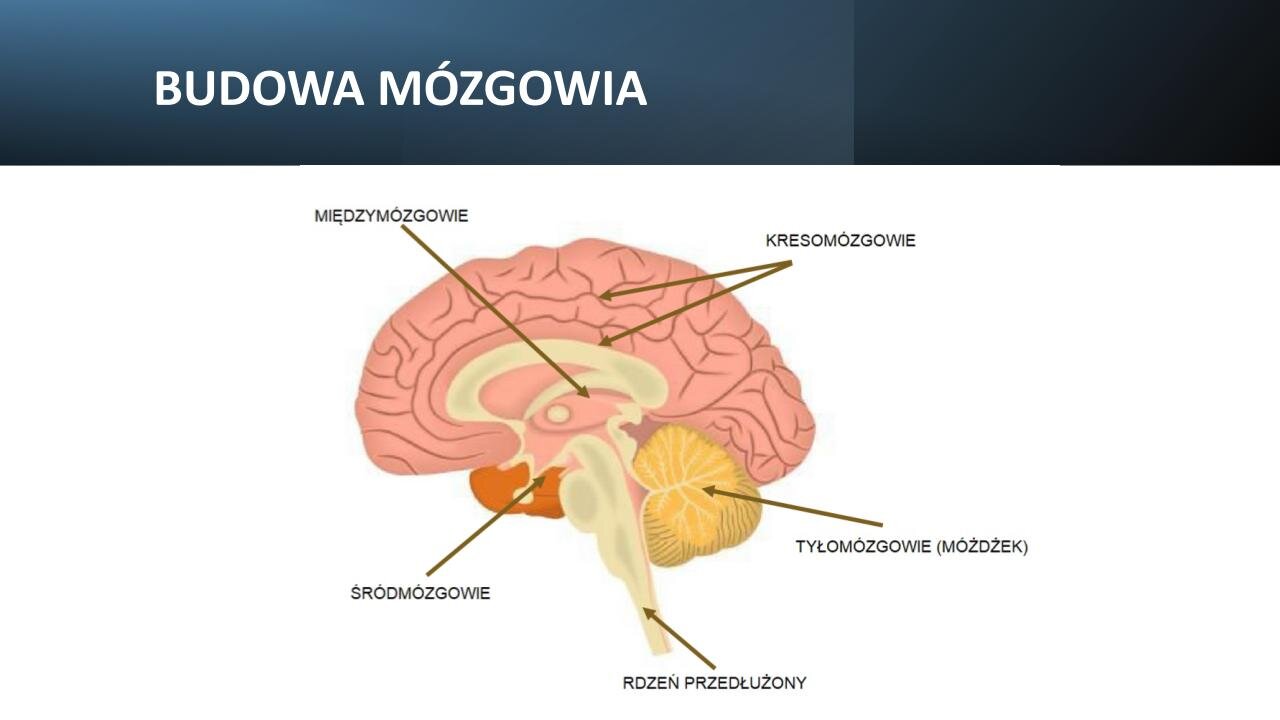 Biały slajd. U góry ciemnoszary, poziomy prostokąt, a na nim biały nagłówek: „Budowa mózgowia”. Poniżej ilustracja przedstawiająca mózg, a na nim brązowe strzałki wskazujące: międzymózgowie, śródmózgowie, rdzeń przedłużony, tyłomózgowie (móżdżek), kresomózgowie.