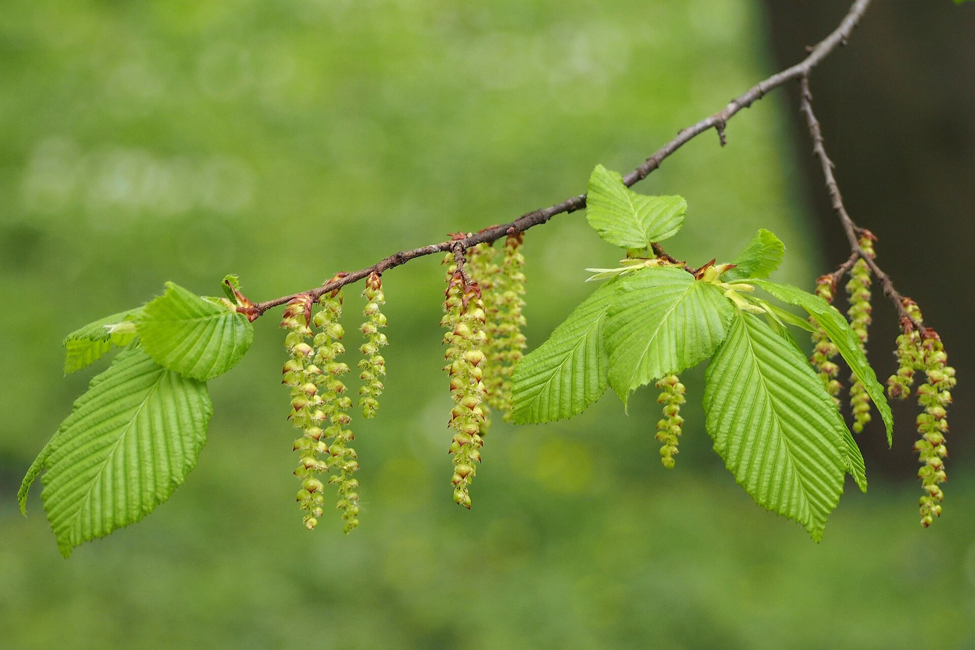 Na planszy widoczne są krótkie, brązowo‑szare, cienkie gałązki Grabu z zielonymi, drobnymi, łopatkowatymi listkami oraz żółto‑czerwonymi, cienkimi, wydłużonymi, krótkimi kwiatostanami.