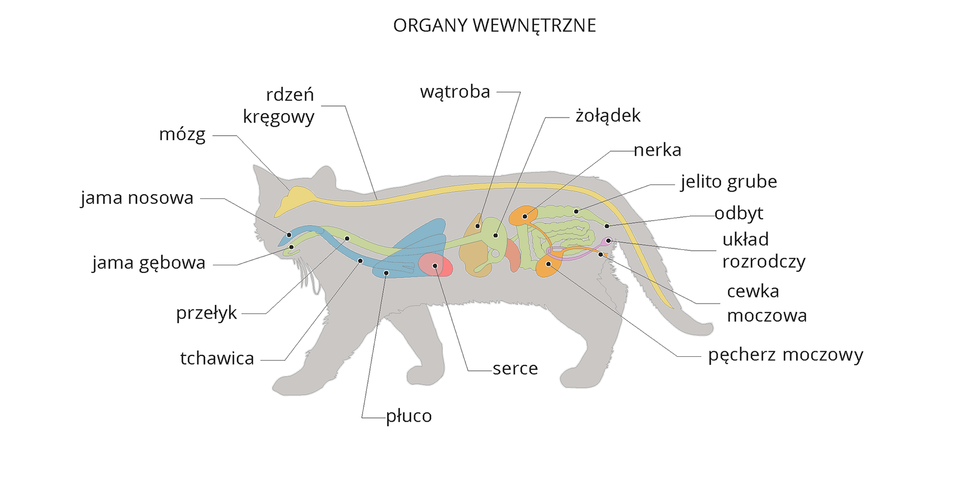 Ilustracja przedstawia szarą sylwetkę kota z wrysowanymi narządami wewnętrznymi. Od góry wzdłuż grzbietu żółty mózg i rdzeń kręgowy. Od głowy z lewej niebieskie narządy oddechowe: jama nosowa, tchawica, płuco. Obok na zielono układ pokarmowy: jama gębowa, przełyk, żołądek, jelito, odbyt. W centrum różowe serce, obok brązowa wątroba. Ukosem pomarańczowa nerka, połączona z pęcherzem, z którego wychodzi cewka moczowa. Fioletowo zaznaczono układ rozrodczy.