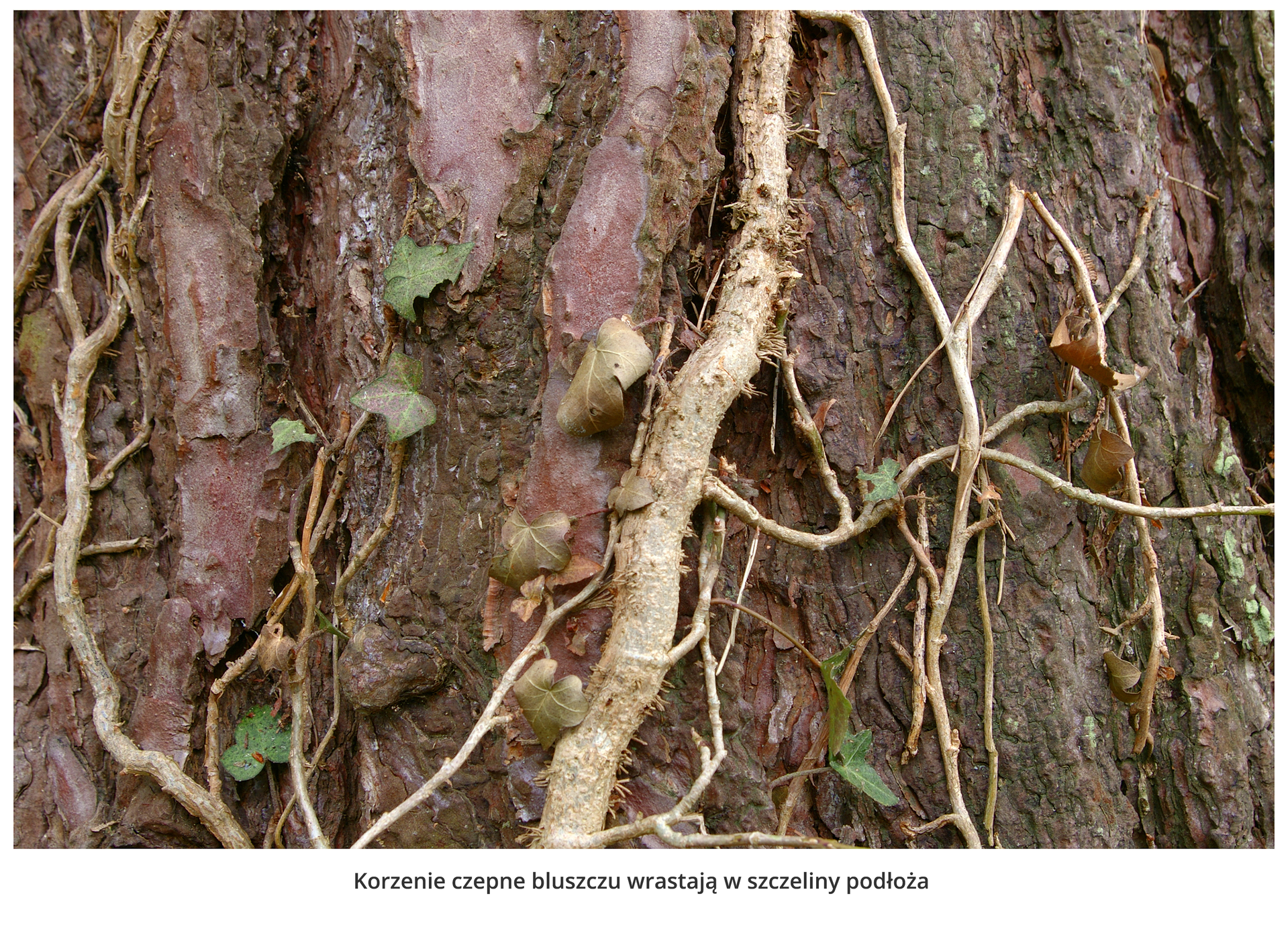 Fotografia przedstawia zbliżenie pędu bluszczu na pniu drzewa. Żeby móc się wspinać, korzenie czepne bluszczu wrastają w szczeliny podłoża.