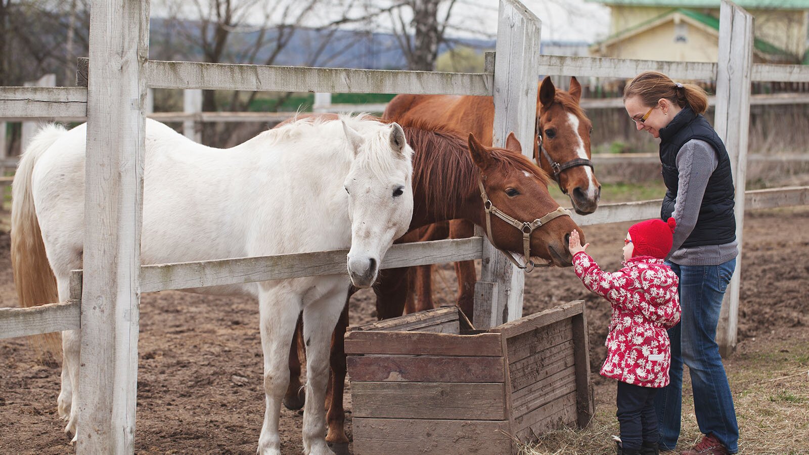 Zdjęcie przedstawia zagrodę dla koni, przy której stoi kobieta z dziewczynka w wieku wczesnoszkolnym. Dziewczynka ma wyciągniętą przed siebie rękę z ułożoną na płasko dłonią, do której jeden z koni przystawił pysk.