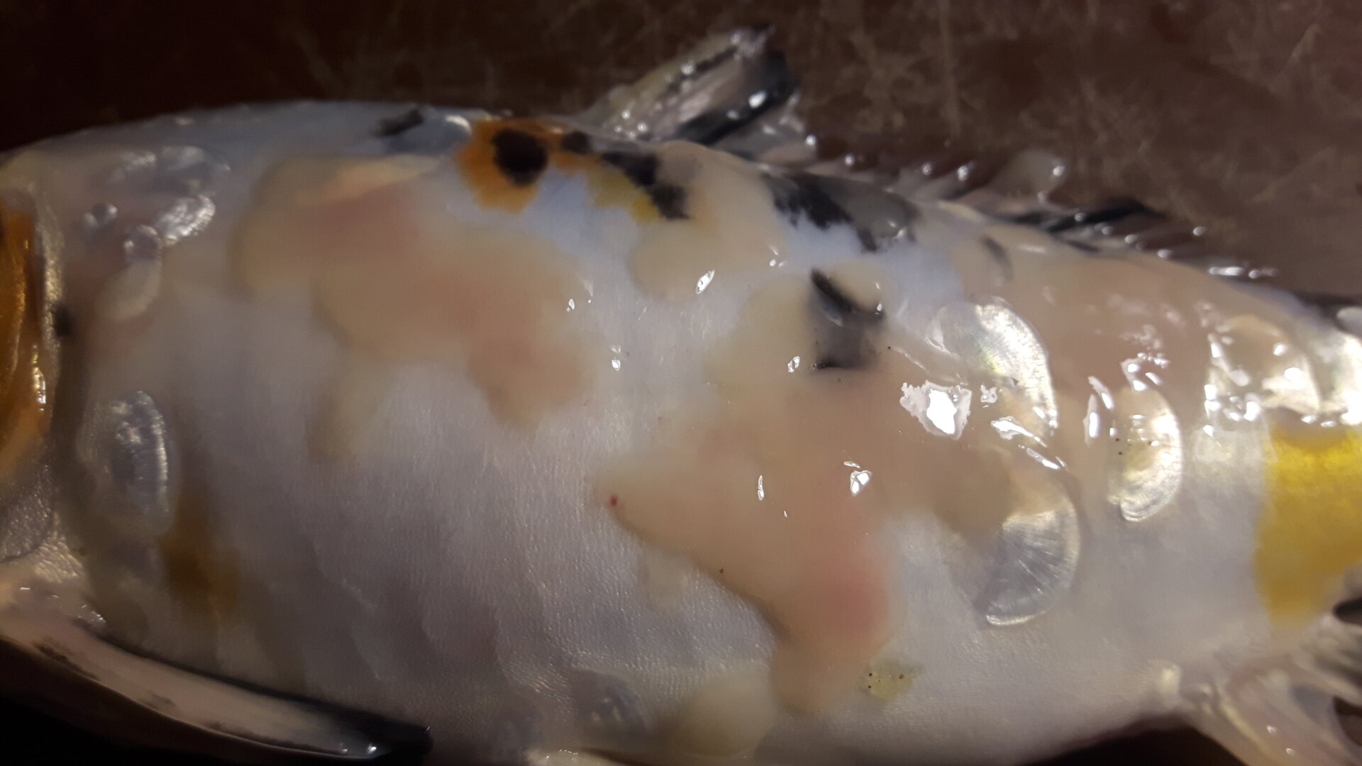 Zdjęcie przedstawia zmiany na ciele ryb spowodowane ospą karpi w przybliżeniu. Zmiany te mają postać obszernych plam o kremowym kolorze.