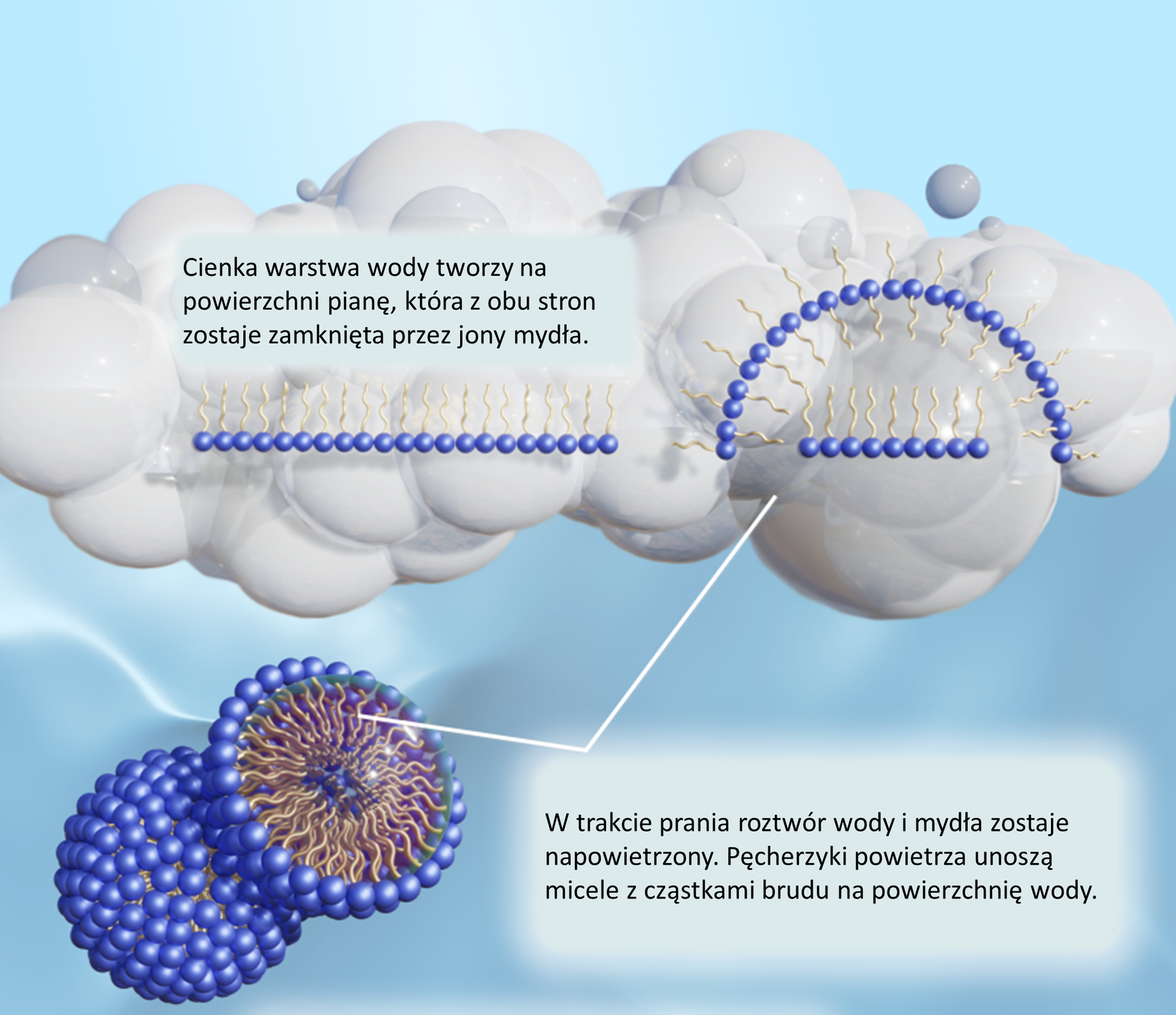 Ilustracja przedstawia proces prania. Na powierzchni wody znajduje się warstwa piany. Na ilustracji na pianie są jony mydła, które układają się ogonkami do góry. Obok tej grafiki, również na warstwie piany, są jony mydła ułożone w poziomym rzędzie jeden obok drugiego z ogonami skierowanymi ku górze, a nad nimi jest półkole zbudowane z jonów, które układają się naprzemiennie – ogonami na zewnątrz i do wnętrza piany. Na dole po lewej stronie ilustracji w wodzie znajdują się okrągłe micele. Głowy tworzą zewnętrzną otoczkę, ogony są skierowane do środka miceli. Opisano: 1. Cienka warstwa wody tworzy na powierzchni pianę, która z obu stron zostaje zamknięta przez jony mydła., 2. W trakcie prania roztwór wody i mydła zostaje napowietrzony. Pęcherzyki powietrza unoszą micele z cząstkami brudu na powierzchnię wody.        