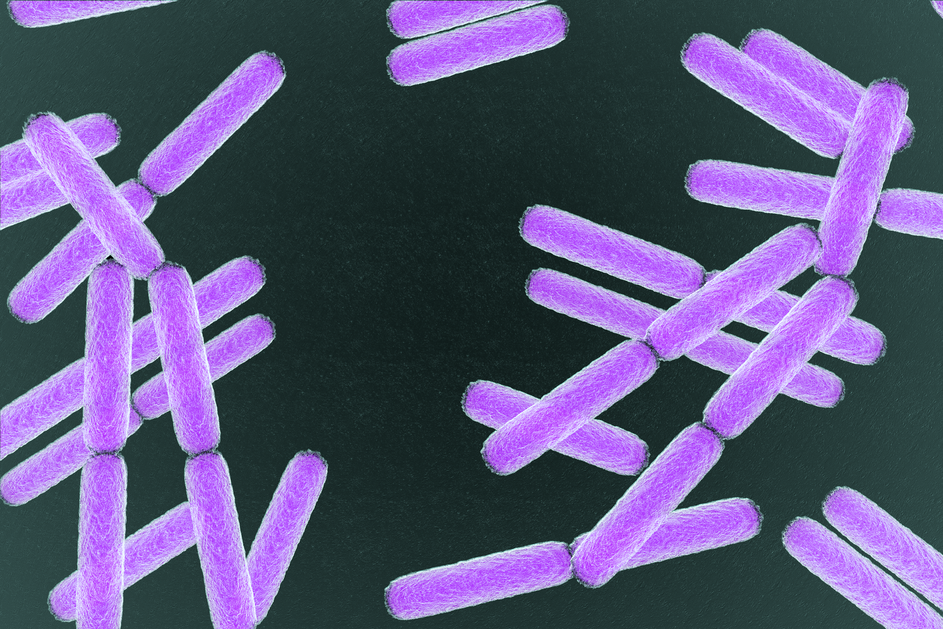 Fotografia przedstawia liczne podłużne, fioletowe bakterie na czarnym tle. Są to pałeczki okrężnicy, symbionty człowieka .