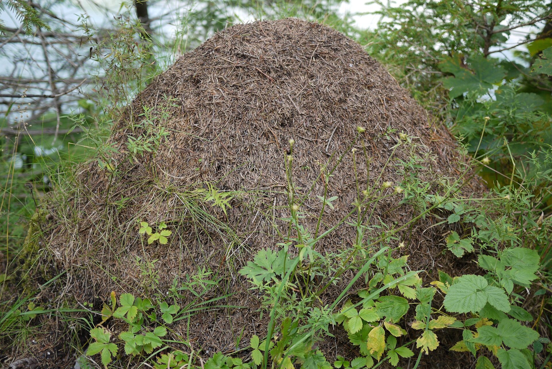 Zdjęcie przedstawia wysoki kopiec — to mrowisko. Zewnętrzna powierzchnia kopca jest pokryta igłami z drzewa.