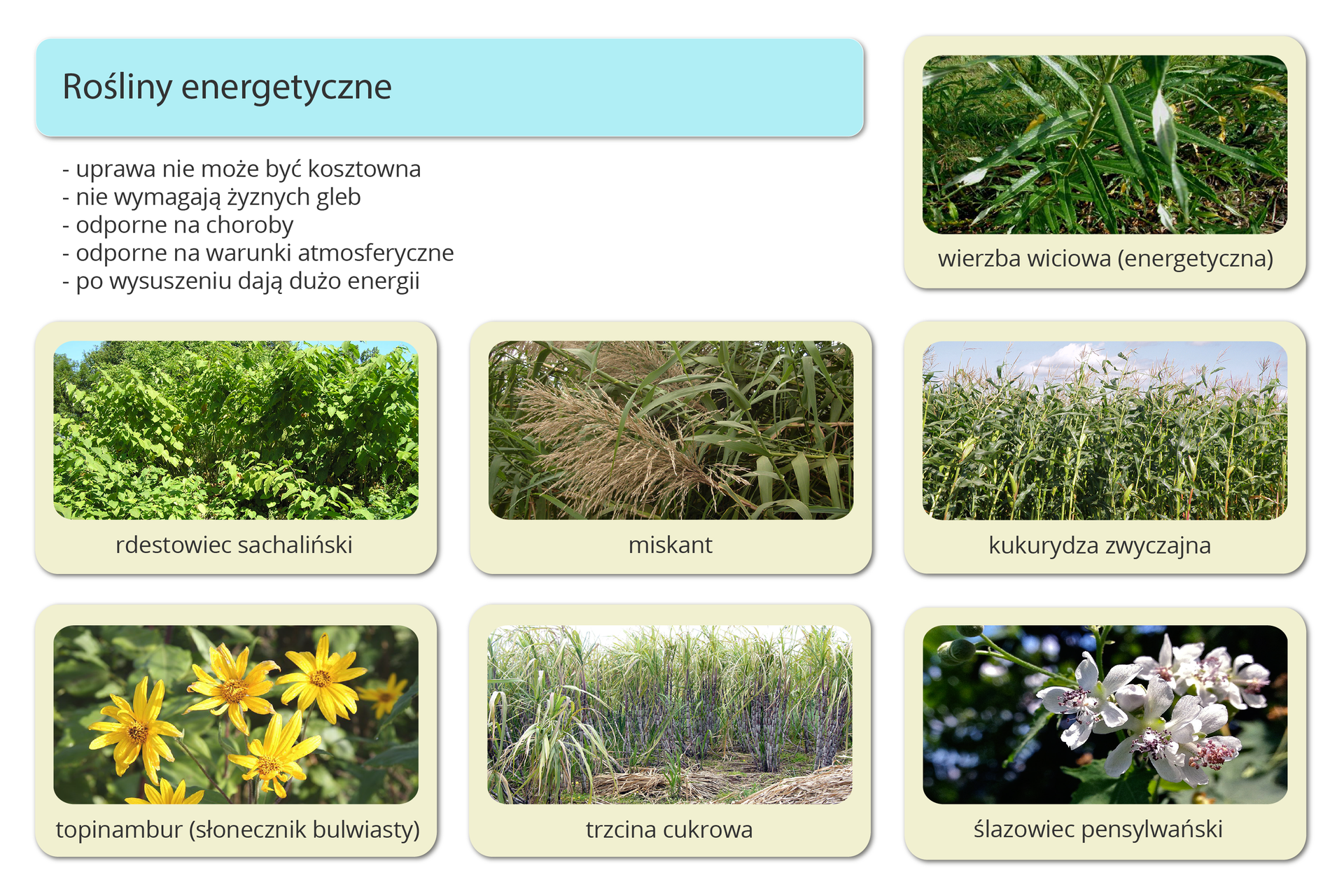 W lewym górnym rogu infografiki znajduje się jasnoniebieska tabelka z napisem: Rośliny energetyczne. Pod nią umieszczono wypisane od myślników cechy tych roślin, kolejno od góry są to: uprawa nie może być kosztowna, nie wymagają żyznych gleb, odporne na choroby, odporne na warunki atmosferyczne, po wysuszeniu dają dużo energii. W sześciu kremowych ramkach znajdujących się poniżej oraz jednej ramce po prawej stronie przedstawiono zdjęcia roślin energetycznych. W ramce po prawej ukazano wierzbę wiciową (energetyczną). Jest to krzew o wielu cienkich pędach rosnących prawie całkowicie pionowo do góry oraz cienkich, podłużnych, intensywnie zielonych liściach. Poniżej, w pierwszej ramce od lewej umieszczono zdjęcie rdestowca sachalińskiego. Jest to krzew o gęsto rosnących pędach i dużych, sercowatych liściach. W następnej ramce ukazano miskant, który to wyglądem przypomina trzcinę. Wyrasta w gęstych kępach, a znajdujące się na czubkach łodyg kłosy mają barwę jasnoróżową. Ostatnia w rzędzie jest kukurydza zwyczajna, która wyrasta w postaci pojedynczych, stosunkowo grubych łodyg o długich, cienkich, zwisających liściach. Jej owoce są żółte, podłużne, składają się z wielu pojedynczych ziaren. W drugim rzędzie, w pierwszej ramce od lewej ukazano topinambur (słonecznik bulwiasty). Rośnie on w postaci pojedynczych, wysokich łodyg o dużych, sercowatych liściach. Na czubkach łodyg wyrastają liczne żółte kwiaty o wąskich płatkach i brązowych środkach. Jako kolejną przedstawiono trzcinę cukrową, posiadającą długie, grube łodygi, brązowe i bezlistne u dołu, a na czubku rozgałęziające się w wiele zielonych, długich, cienkich liści. Ostatnią przedstawioną rośliną jest ślazowiec pensylwański. Rośnie on w postaci gęstych kęp zielonych łodyg o dużych liściach w kształcie gwiazd. Jego kwiaty są niewielkie, białe o różowych środkach.