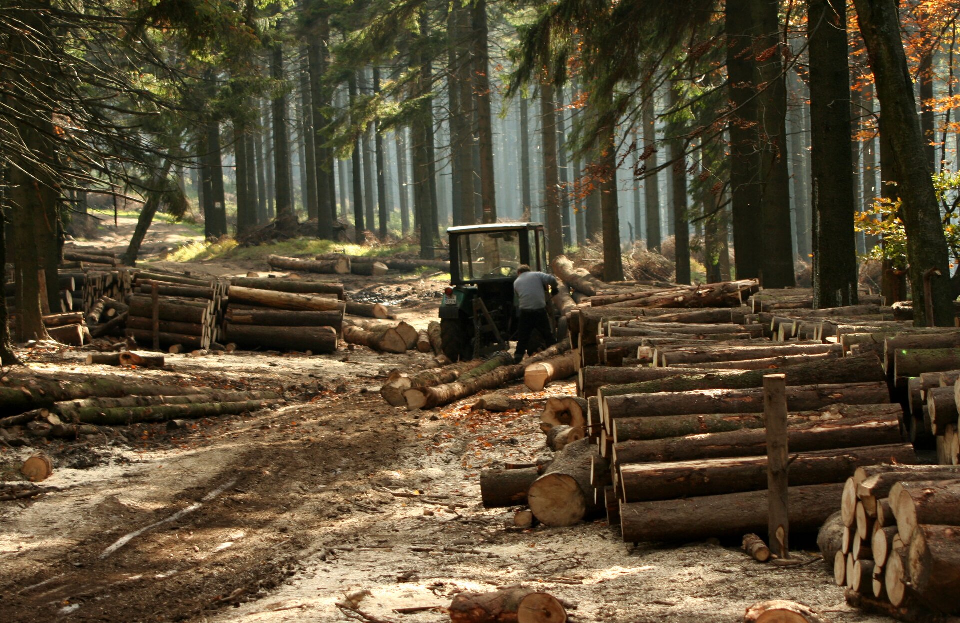 Fotografia przedstawia wnętrze lasu. Przy leśnej drodze stoi ciągnik i człowiek obok. Wokół leżą pnie ściętych drzew, ułożone w sągi. Drewno należy do odnawialnych zasobów przyrody.