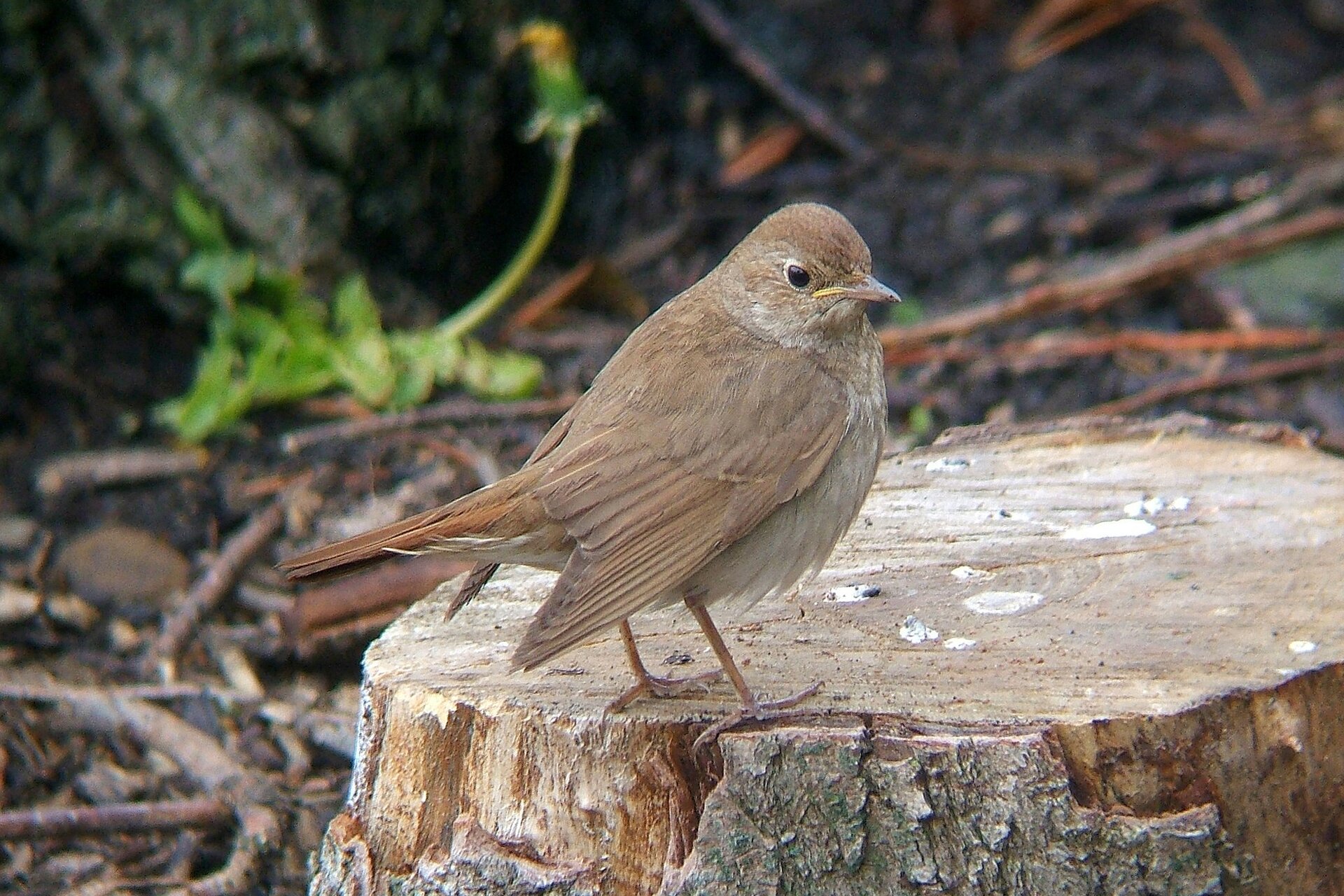 Na planszy widoczny jest Słowik. Ma drobne ciało z brązowo‑białym upierzeniem, krótkimi, brązowymi odnóżami, podłużnym, zaokrąglonym tułowiem, drobnymi skrzydłami, długim ogonem i małą głowę z czarnymi oczami i żółtym dziobem.