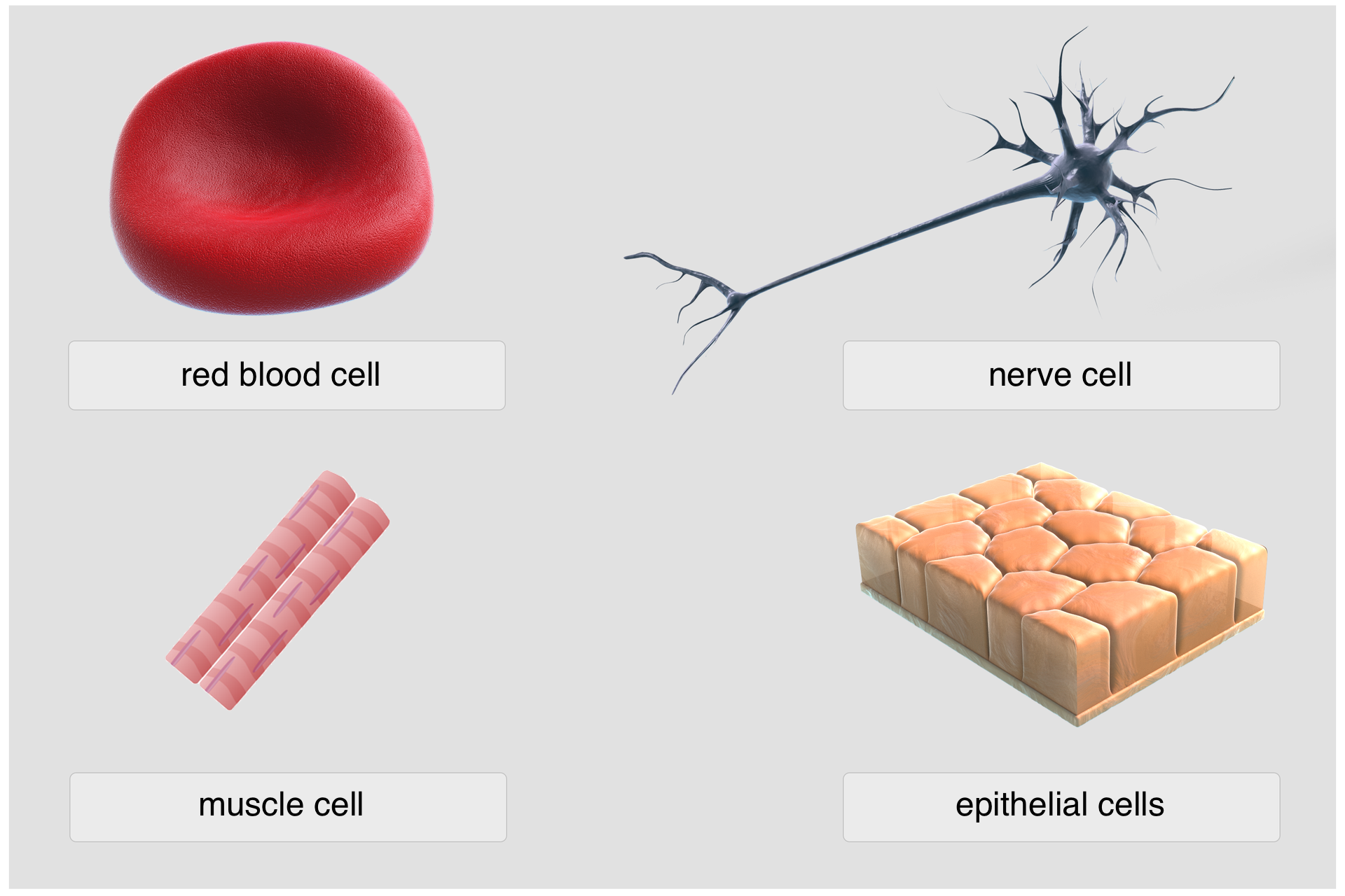 Różnorodność komórek – schemat przedstawia cztery przykładowe rodzaje komórek budujących organizmy zwierzęce. 1. komórka w kształcie wklęsłego dysku – krwinka czerwona (red blood cell), 2. wydłużona komórka z wypustkami, to komórka nerwowa (nerve cell), 3. wydłużona komórka z zaostrzonymi końcami – komórka mięśniowa (muscle cell), 4. kilka przylegających do siebie komórek w kształcie niskich sześcianów, to komórki nabłonka (epithelial cells)