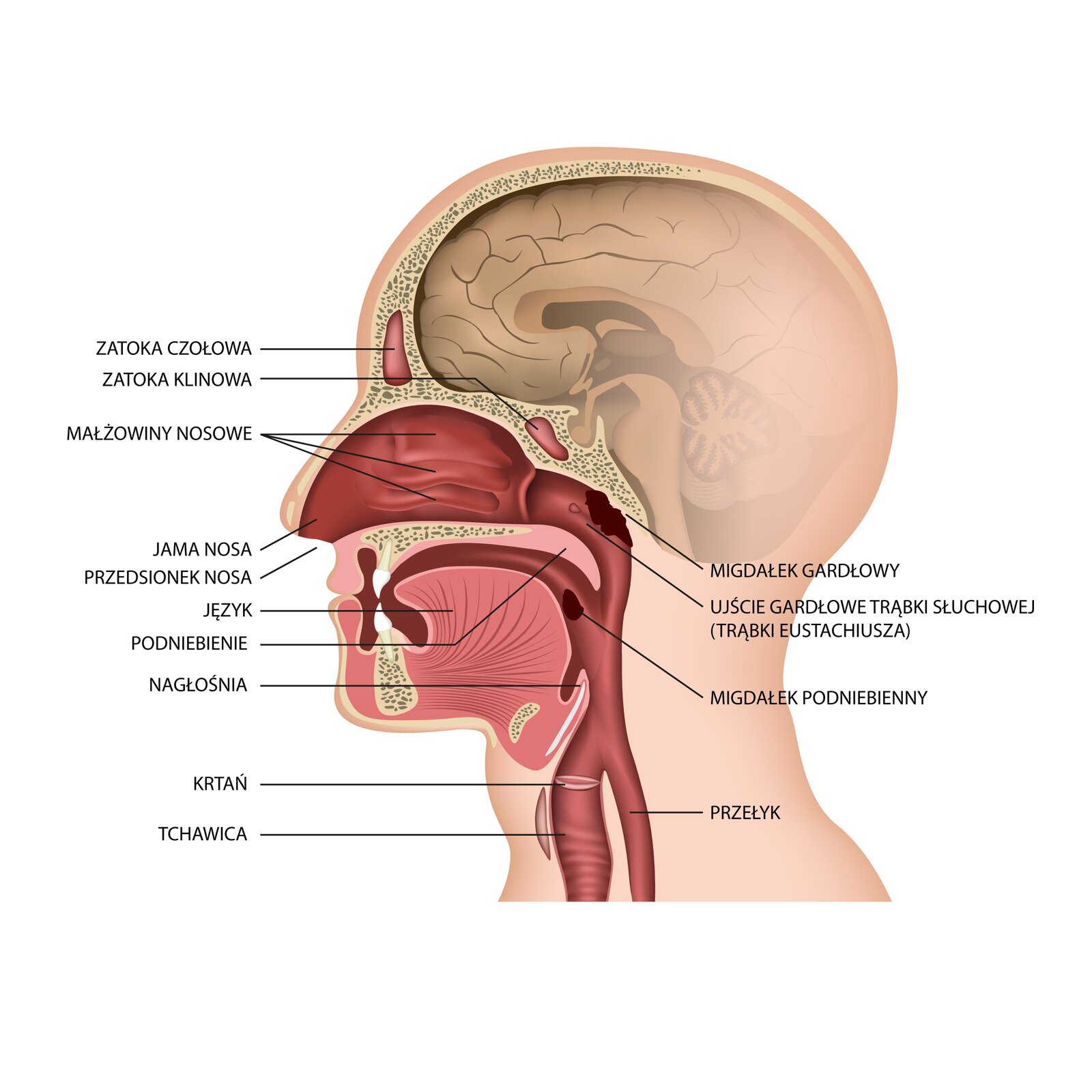Grafika przedstawia przekrój twarzy z podpisami budowy gardła i narządów głosu. Podpisane są: zatoki czołowa i klinowa (znajdująca się za jamą nosa), jama nosowa, a w niej: małżowiny nosowe, jama nosa, przedsionek nosa, na końcu jamy nosa znajdują się migdałek gardłowy, ujście gardłowe trąbki słuchowej (trąbki Eustachiusza). W jamie ustnej znajdują się: język, podniebienie, migdałek podniebienny. W szyi - krtań, tchawica i przełyk. Ponad szyją, pod podniebieniem znajduje się nagłośnia.