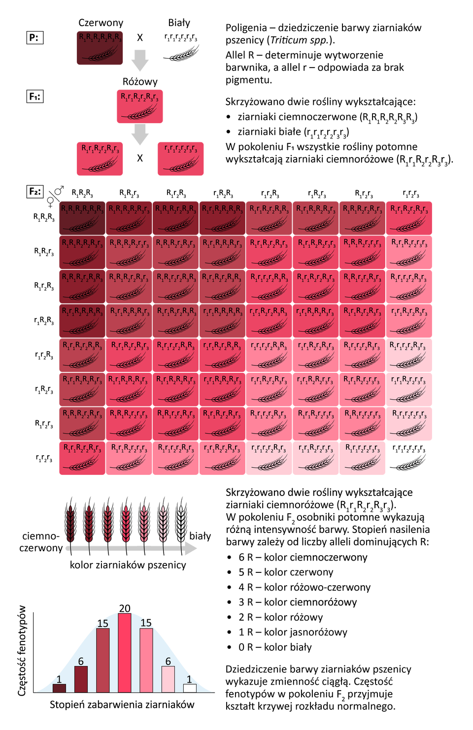 Ilustracja przedstawia trzygenową krzyżówkę genetyczną pszenicy (Triticum spp.). W pokoleniu P krzyżowane są: roślina o genotypie duże R1 duże R1 duże R2 duże R2 duże R3 duże R3 o ciemnoczerwonych ziarniakach i roślina o genotypie małe r1 małe r1 małe r2 małe r2 małe r3 małe r3 o białych ziarniakach. W pokoleniu F1 100% roślin ma genotyp duże R1 małe r1 duże R2 małe r2 duże R3 małe r3 i ziarniaki w kolorze pośrednim. W pokoleniu F2 występuje 7 klas fenotypów o różnym stopniu natężenia koloru ziarniaków w stosunku 1:6:15:20:15:6:1. Najliczniej występuje klasa o ziarniakach w kolorze pośrednim, a najmniej liczne są klasy o ciemnoczerwonych i białych ziarniakach. Z boku napis: Poligenia – dziedziczenie barwy ziarniaków pszenicy (Triticum spp.). Allel duże R determinuje wytworzenie barwnika, a allel małe r odpowiada za brak pigmentu.