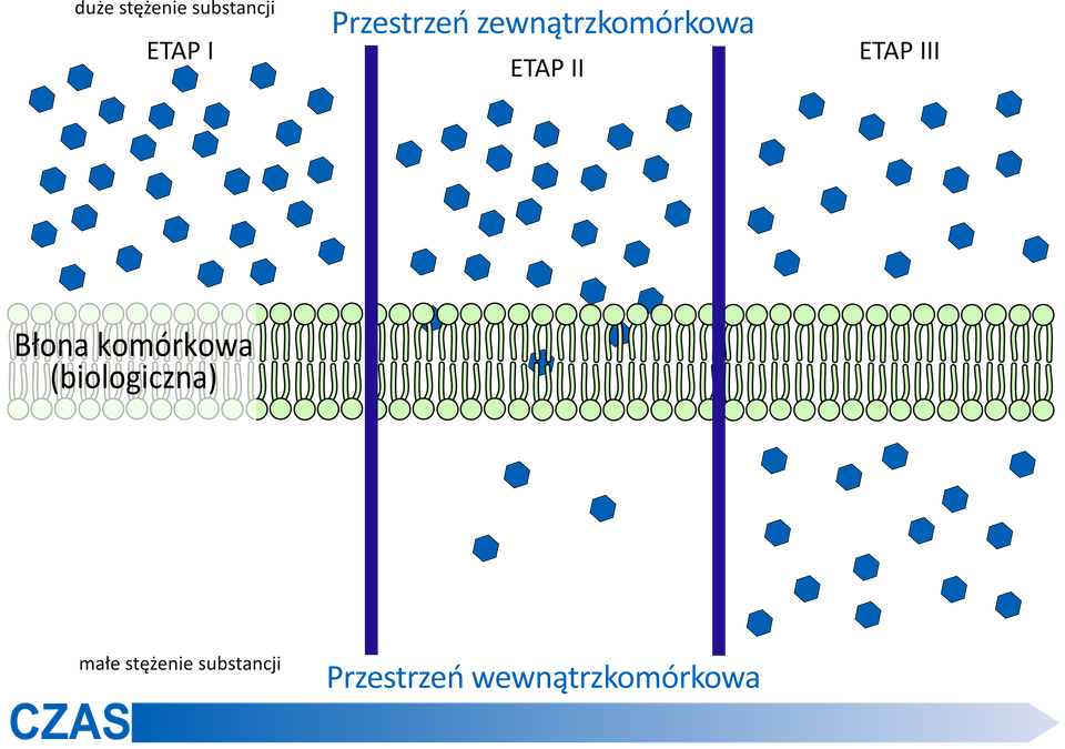 Rysunek przedstawia proces dyfuzji prostej. Ukazane są jej trzy etapy rozciągnięte w czasie. W etapie pierwszym duże stężenie jednej substancji znajduje się w przestrzeni zewnątrzkomórkowej. Od przestrzeni wewnątrzkomórkowej oddziela je błona komórkowa złożona z dwóch warstw pionowo ułożonych fosfolipidów, które zbudowane są z dwóch pałeczkowatych struktur zakończonych kulistą strukturą. W etapie drugim substancja zaczyna powoli, swobodnie przenikać przez błonę komórkową. Pojedyncze cząsteczki substancji dostają się do przestrzeni wewnątrzkomórkowej. W etapie trzecim stężenie substancji, która przenikła przez błonę komórkową do przestrzeni wewnątrzkomórkowej jest podobne do stężenia substancji w przestrzeni zewnątrzkomórkowej.