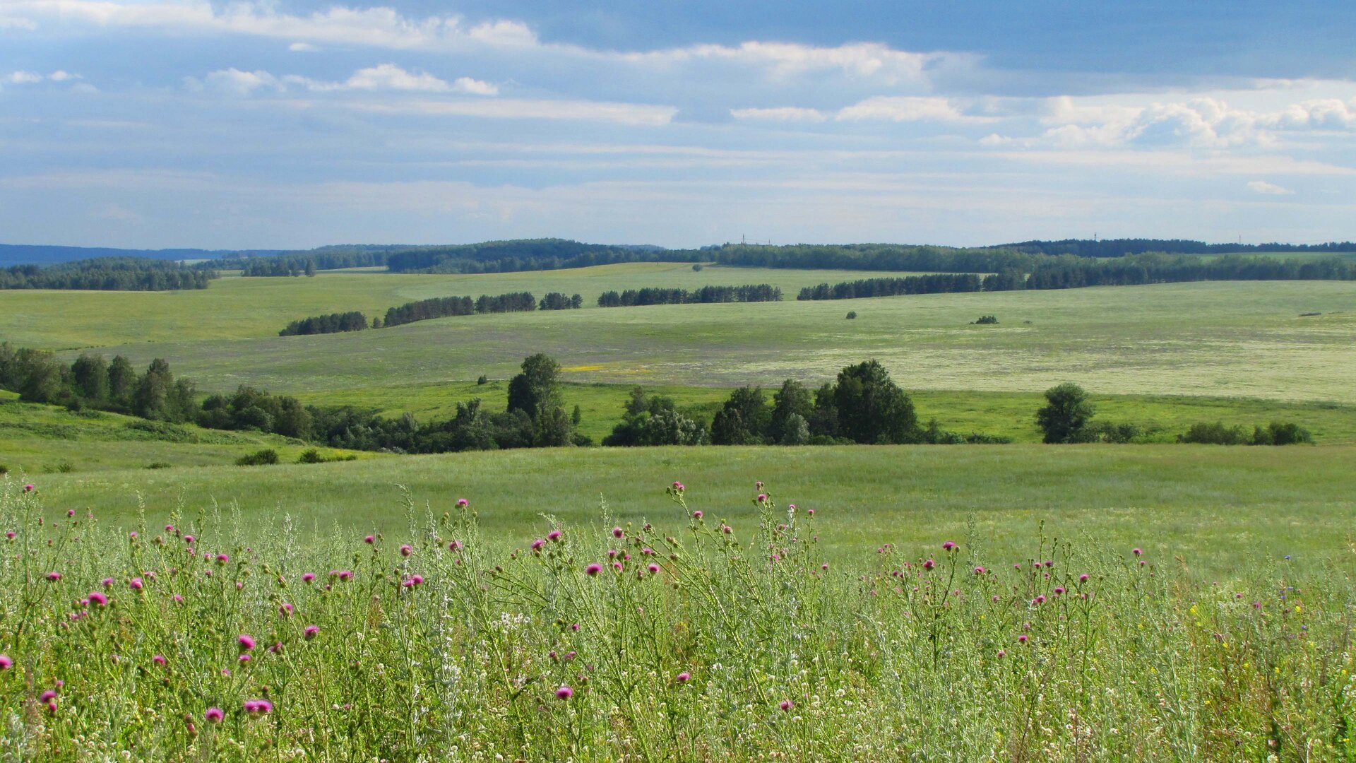 Zdjęcie przedstawia krajobraz lasostepu. Rozległy, lekko pofałdowany teren. Jest porośnięty intensywnie zieloną i dorodną trawą. Okres wiosenny, na pierwszym planie kolorowe kwitnące rośliny. Znaczną część obszaru zajmują rosnące drzewa w skupiskach od kilku sztuk do sporych połaci lasu.