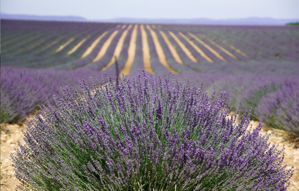 Fotografia prezentuje pole lawendy kwitnącej na fioletowo. Krzewy lawendy rosną w równoległych, długich rzędach, poprzedzielanych ścieżkami. Lawenda rośnie w poduszkowatych kępach. Kwiatostany są kłosowe. 
