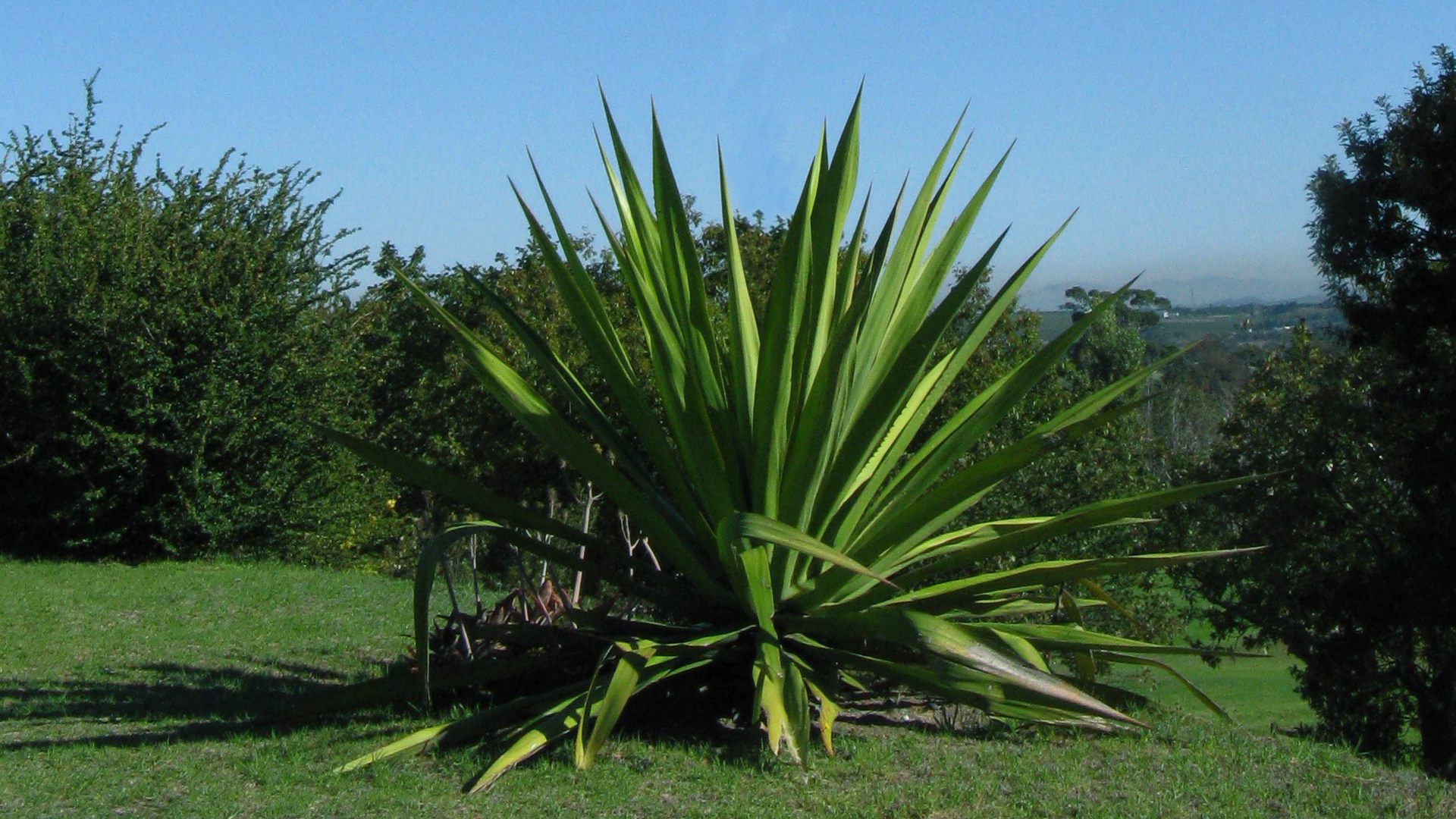 Zdjęcie przedstawia duży krzak agawy. Obok rosną inne krzewy. W tle widoczne jest czyste niebo.