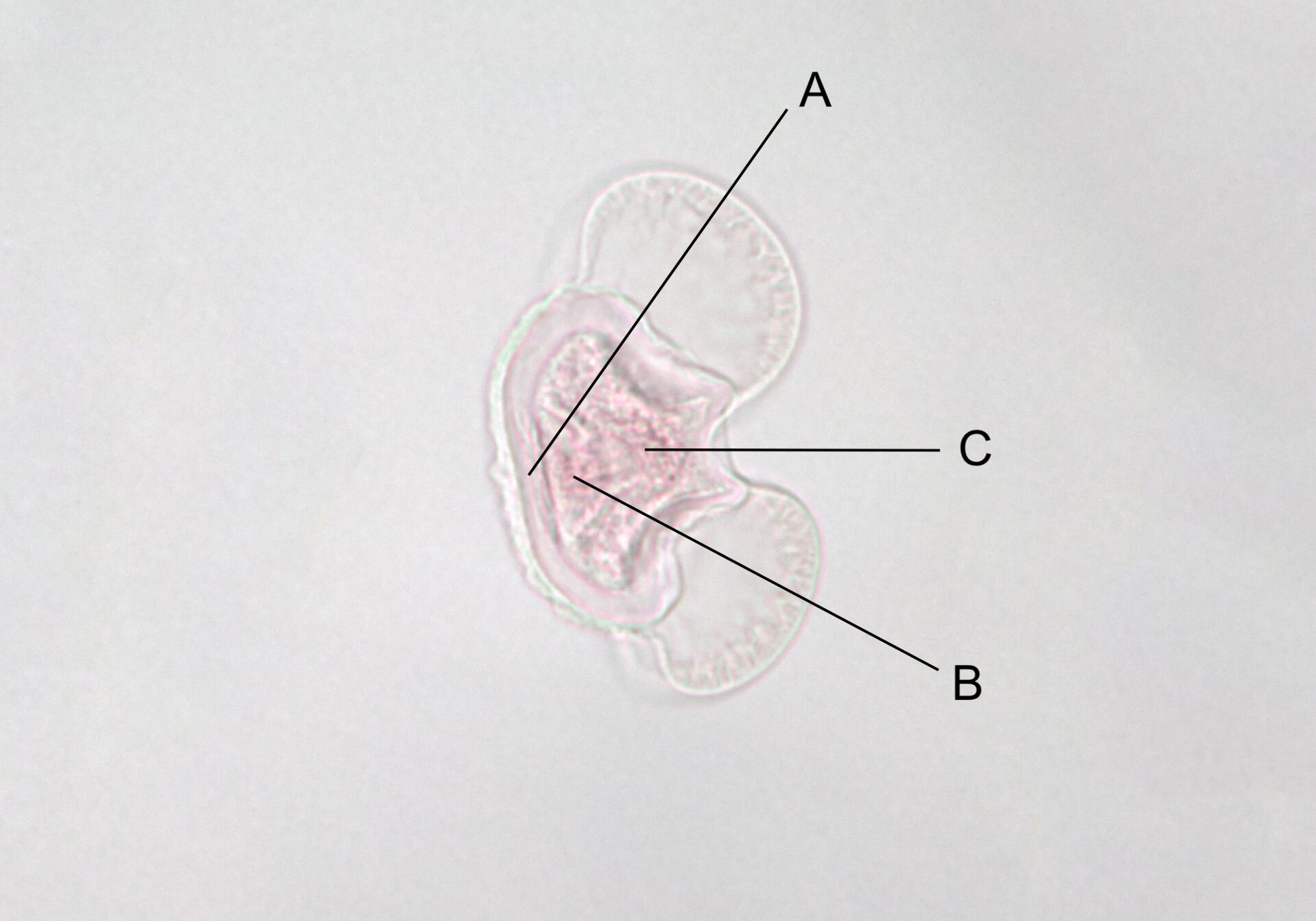 Na zdjęciu mikroskopowym gametofit męski sosny rozwijający się w obrębie ścian ziarna pyłku. W środku ziarna na przekroju widoczne dwie komórki przedroślowe oznaczone literą A, komórka generatywna – B i komórka wegetatywna - C. Ziarnem połączone są dwa worki powietrzne.