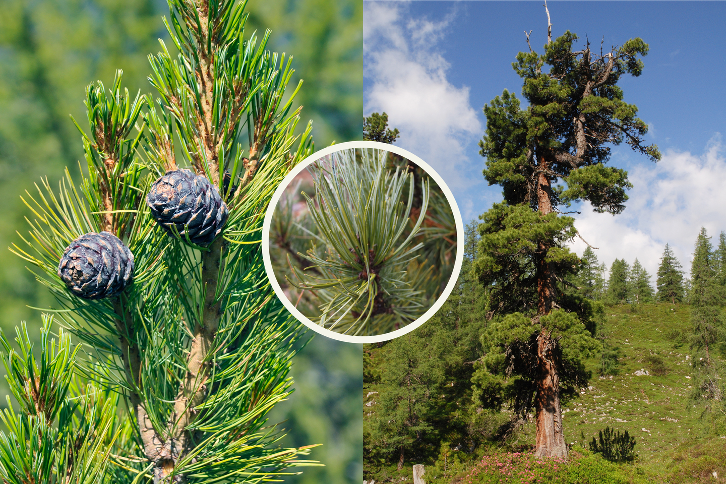 Grafika przedstawia kolaż z trzech zdjęć. Na fotografii po lewej stronie widoczna jest wzniesiona gałąź sosny limby z długimi igłami po dwie w pęczku. Z gałęzi wyrastają dwie małe, okrągłe fioletowe szyszki. Kółko w centrum przedstawia zbliżenie na pęd limby: brązowa gałązka z pęczkami zielonych liści. Po prawej fotografia przedstawia duże drzewo w górskim krajobrazie. W dali inne drzewa.