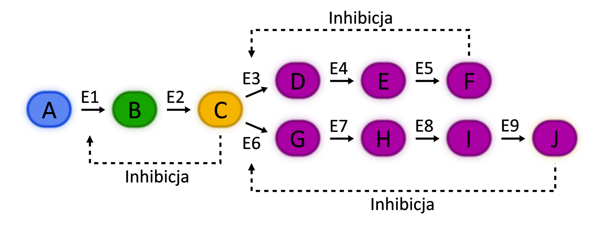Ilustracja przedstawia szlak metaboliczny, w którym produkt końcowy oznaczony literą C może być włączony do dwóch następnych szlaków za pośrednictwem enzymów E3 i E6. Za pomocą przerywanych strzałek z napisem „Inhibicja” oznaczono hamowanie enzymów E3 i E6 przez produkty końcowe tych szlaków, jak również hamowanie przez produkt C pierwszego enzymu szlaku, w którym on powstaje.