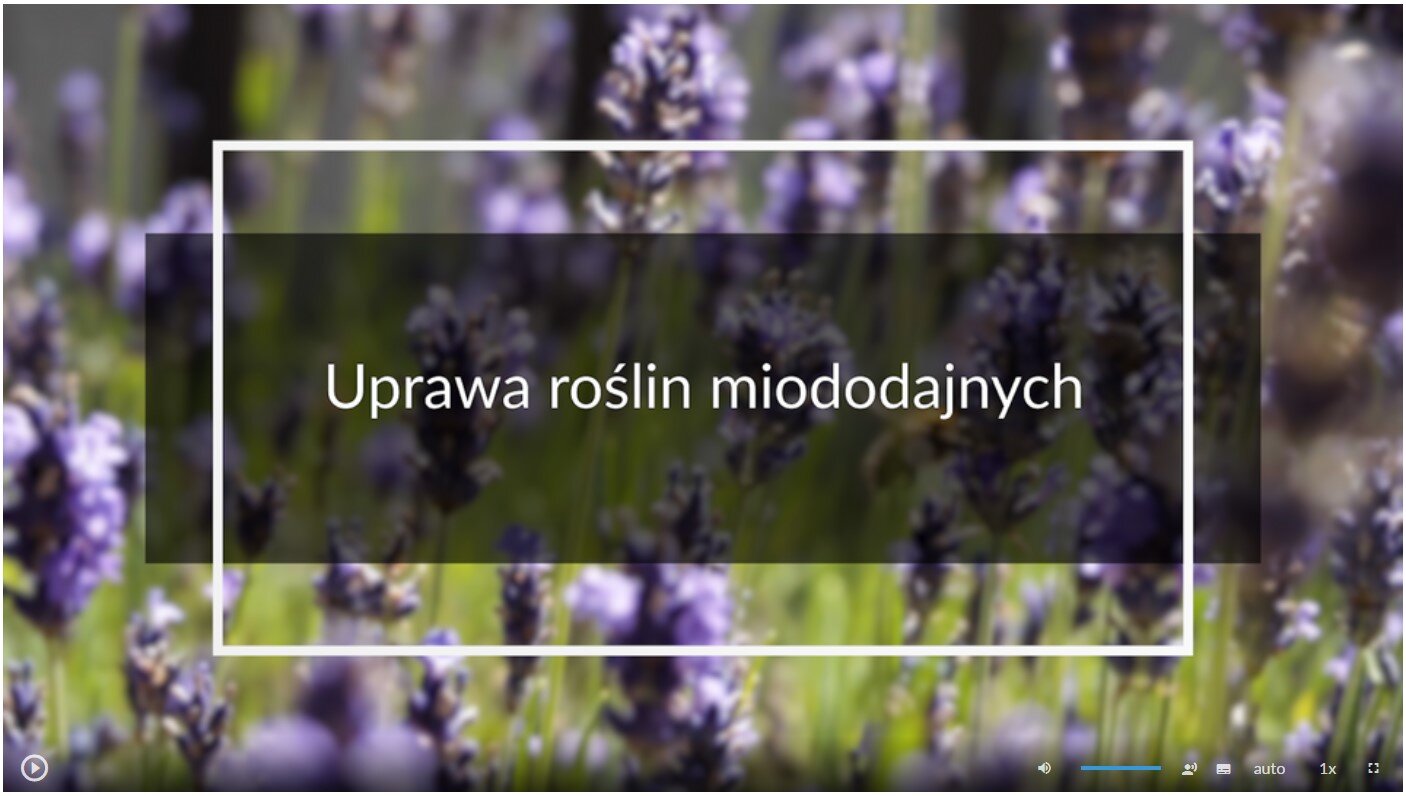 Zdjęcie przedstawia wygląd ekranu odtwarzania filmu. Ekran startowy przedstawia łąkę z kwitnącymi fioletowymi kwiatami. Na tle zdjęcia umieszczono tytuł filmu: Uprawa roślin miododajnych. W dolnej części ekranu znajdują się ikony z różnymi opcjami. W lewym dolnym rogu widać ikonę trójkąta w kółku. Jest to ikona włączania odtwarzania filmu. Kolejna ikona znajduje się dopiero w połowie ekranu dolnego paska. Jest to ikona megafonu. Obok niej widać niebieski pasek, który oznacza poziom głośności. Dalej znajduje się mały biały prostokąt z czarnymi paskami w jego dolnej części. Pozwala ona na włączenie napisów. Kolejna ikona to napis auto, która umożliwia wybranie jakości filmu. Obok niej widać ikonę jedynki z iksem. Po kliknięciu na nią można wybrać szybkość odtwarzania filmu. Ostatnia ikona to kreski tworzące kwadrat. Kreski te tworzą jedynie krawędzie kwadratu. Jest to opcja włączania trybu pełnoekranowego.