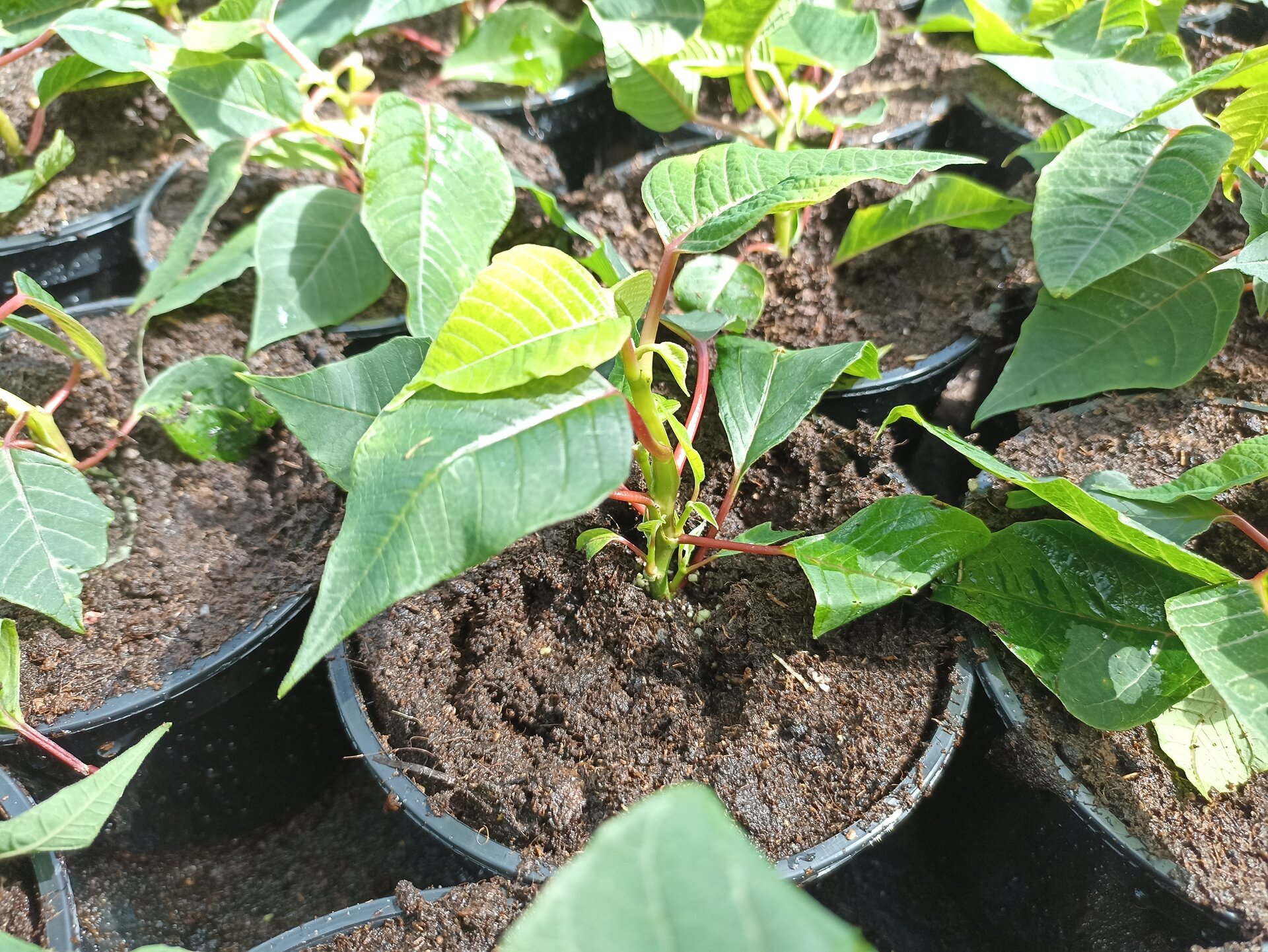 Zdjęcie przedstawia sadzonki poinsecji umieszczone w doniczkach z podłożem. Rośliny są niewielkich rozmiarów, mają po 4‑5 liści.