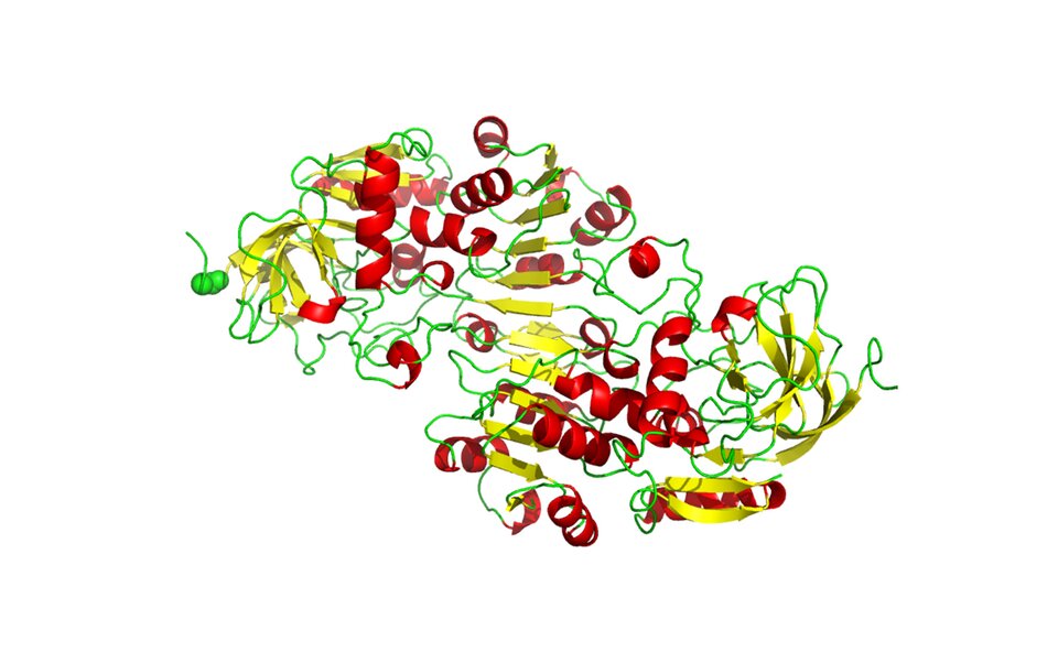 Zdjęcie przedstawia model trójwymiarowy dehydrogenazy alkoholowej. To białko o charakterystycznej strukturze przestrzennej. Model przedstawia zielone wiązania i czerwone, spiralnie skręcone pierścienie cząsteczkowe. Kierunek wzajemnych wiązań został zaznaczony żółtymi strzałkami. Są one zwrócone w różne strony.