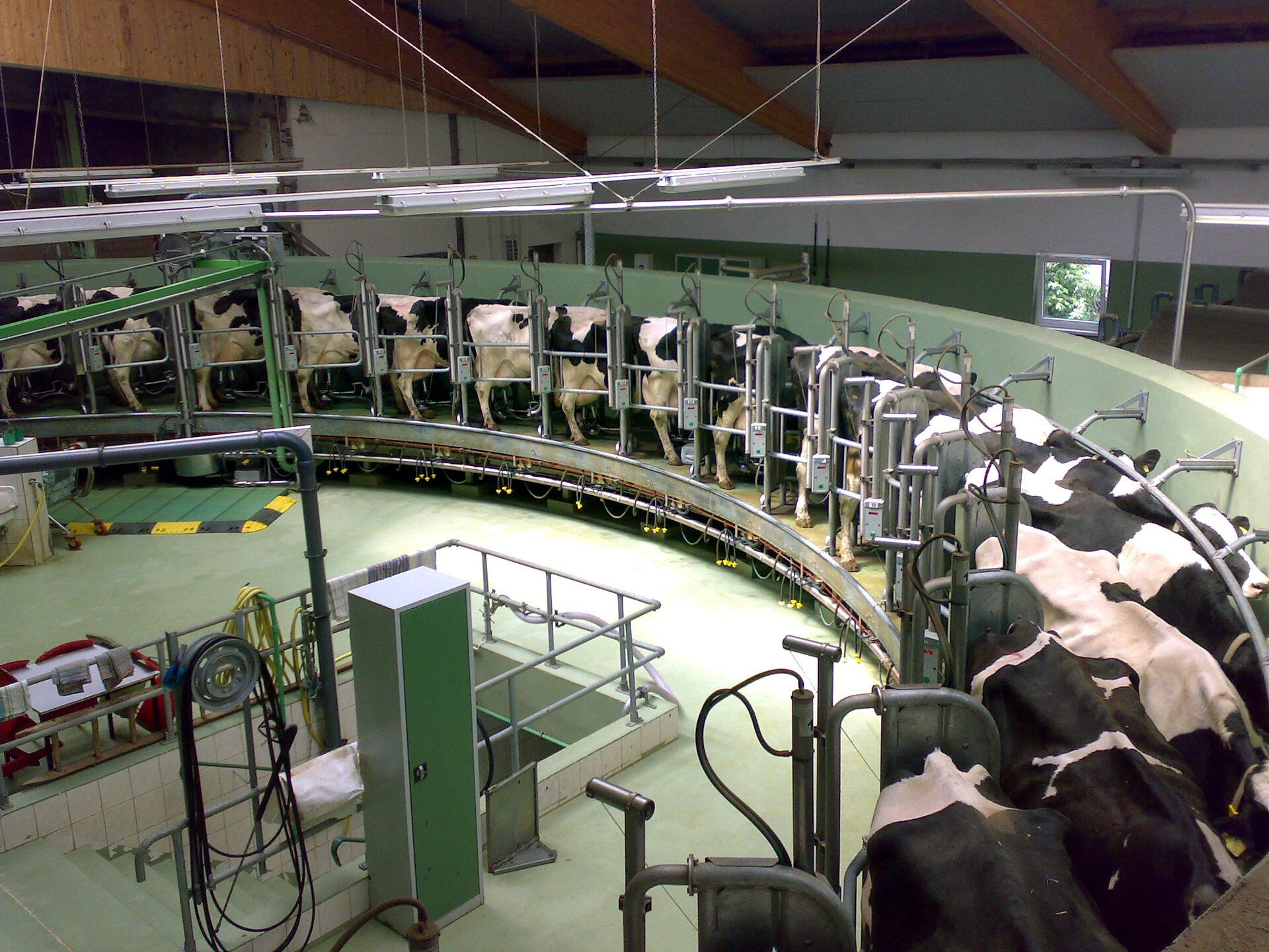 Na zdjęciu nowoczesna obora dla krów mlecznych. Krowy stoją w metalowych boksach. Liczne specjalistyczne urządzenia.