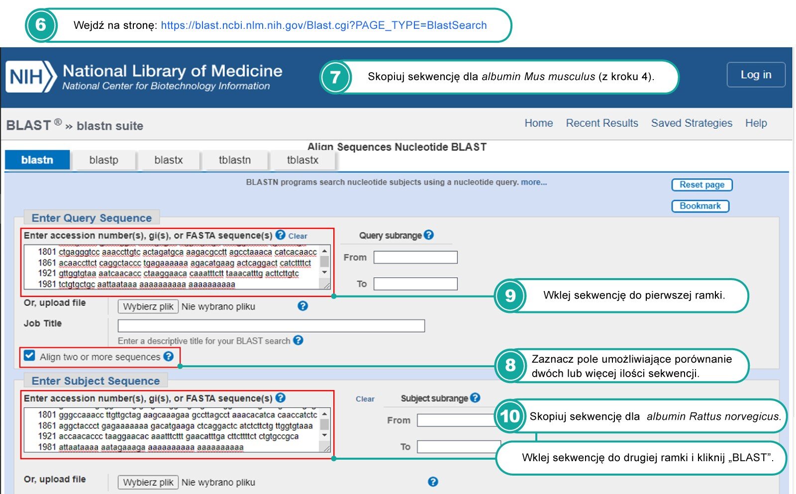 Ilustracja przedstawia trzeci zrzut ekranu. Czerwona ramka wskazuje miejsce wklejenia skopiowanej sekwencji białka myszy.