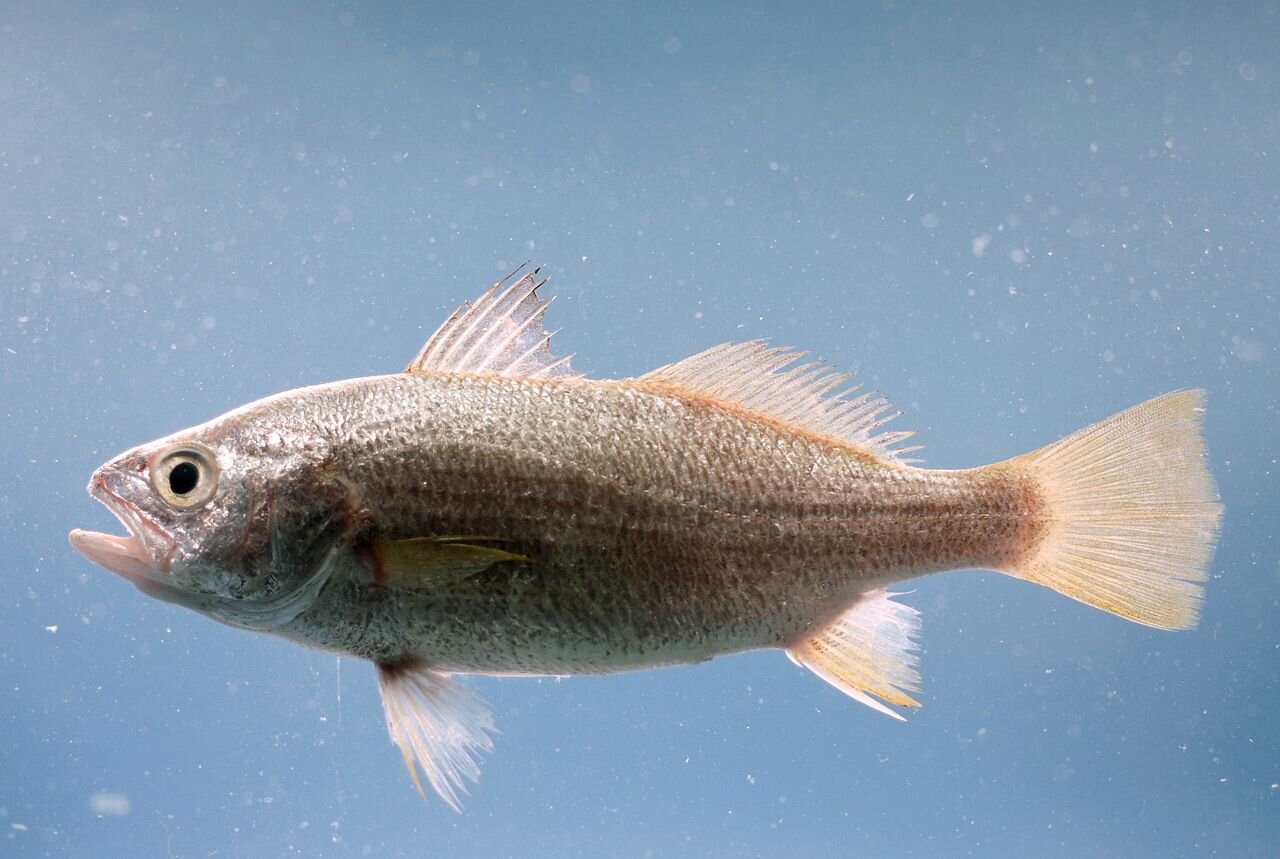 Grafika przedstawia rybę z rodziny kulbinowatych. Posiada długą, dwuczęściową płetwa grzbietowa z głębokim wycięciem pomiędzy częścią pierwszą, a drugą.