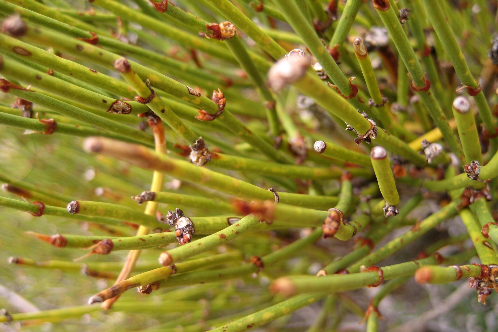 Zdjęcie przedstawia przęśl skrzypowatą. Jest to wiecznie zielony krzew przypominający nieco swoją budową skrzyp polny. Łodygi są budowy cylindrycznej, mają kolor zielony, a liście rośliny są zredukowane do niewielkich pochewek okalających łodygę.