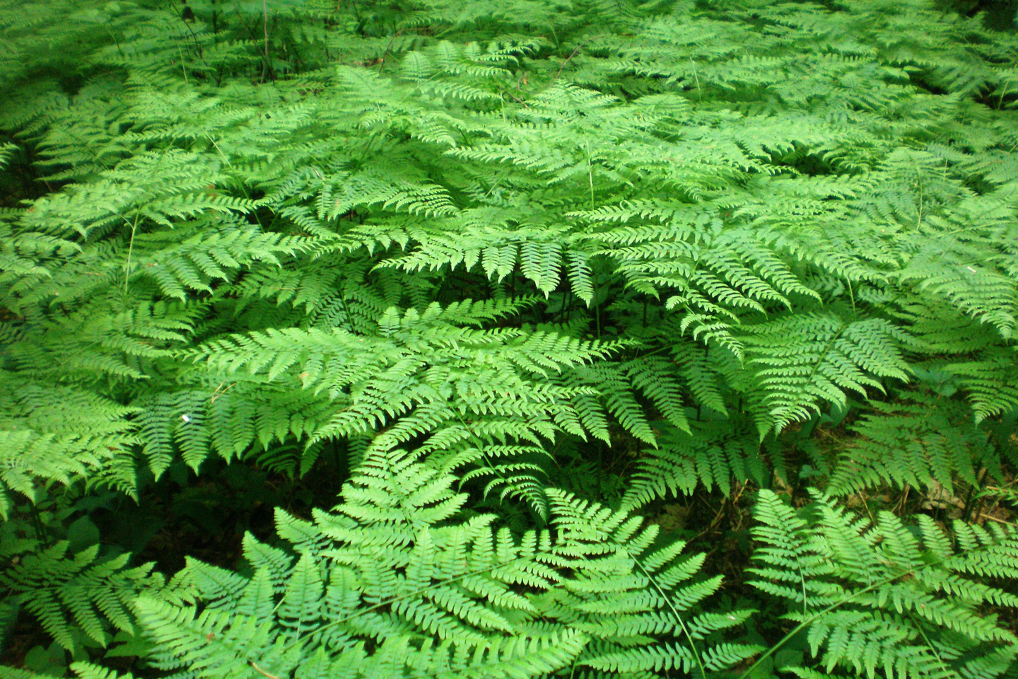 Zdjęcie orlicy pospolitej. Widać wachlarzowate liście tworzące zwartą powierzchnię, przez którą nie widać powierzchni ziemi