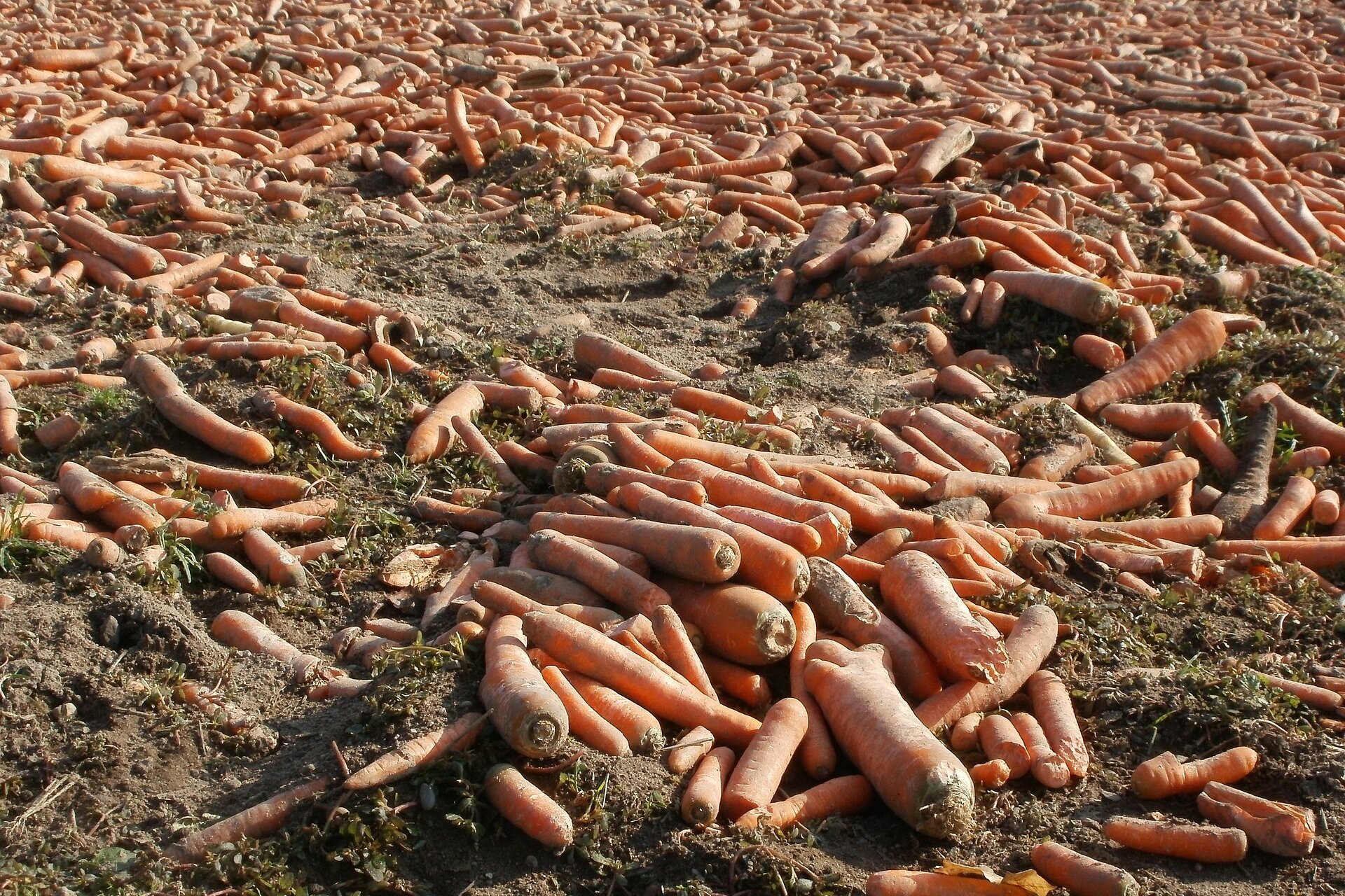 Zdjęcie bardzo dużej ilości marchwi leżącej po wykopaniu na polu.
