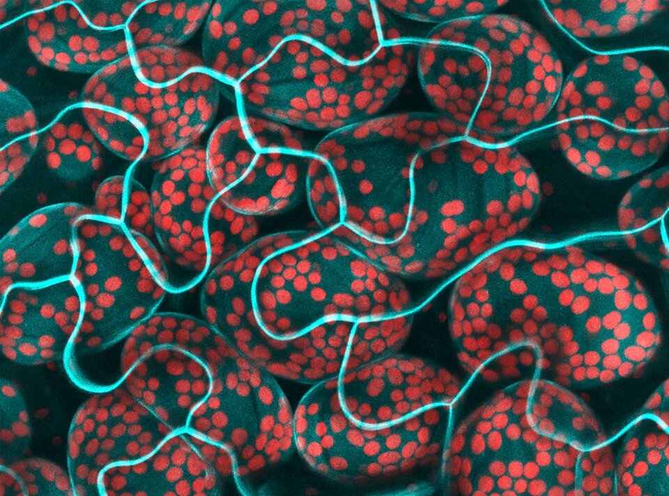 Zdjęcie przedstawia wnętrze komórki liścia rzodkiewnika pospolitego w powiększeniu mikroskopu. W licznych, niebieskawych komórkach o owalnym, nieregularnym kształcie wyróżniają się czerwone chloroplasty. Osłania je warstwa jasnoniebieskich komórek epidermalnych, przypominających o kształcie długich, rozdzielających się nitek. 