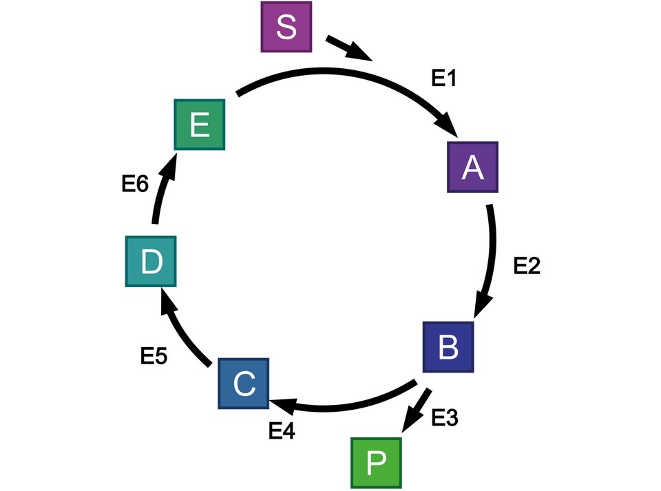 Schemat przedstawia cykl metaboliczny. Zapis jest następujący. E strzałka w prawo, nad strzałką E1, dodatkowo nad strzałką S. A strzałka w prawo, nad strzałką E2.  B strzałka w prawo, nad strzałką E4. Od B w bok strzałka w prawo do P, nad strzałką E3. Od B dalej w cyklu strzałka w prawo do C, nad strzałką E4. C strzałka w prawo, nad strzałką E5. D strzałka w prawo, nad strzałką E6. E, cykl powtarza się.