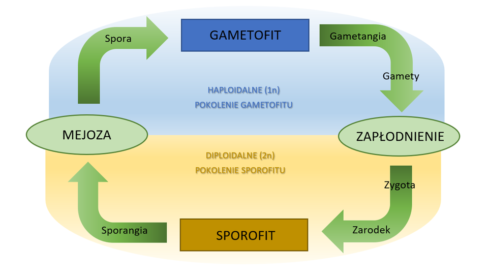 Schemat przedstawia powstawanie sporofitów, a następnie gametofitów. Na ilustracji widoczny jest prostokąt podzielony na dwie połowy. Górna, niebieska symbolizuje haploidalne (1n) pokolenie gametofitu, dolna, żółta diploidalne (2n) pokolenie sporofitu. W górnej części w ramce widnieje napis gametofit, od niego w dół odchodzi strzałka z napisem gametangia, a poniżej gamety. Strzałka prowadzi do owalnej ramki z napisem zapłodnienie na styku niebieskiej i żółtej powierzchni. Dalej strzałka z napisem zygota i zarodek prowadzi do żółtej, prostokątnej ramki z napisem sporofit w dolnej części schematu. Następnie strzałka z napisem sporangia prowadzi w górę do do owalnej ramki z napisem mejoza na styku żółtej i niebieskiej powierzchni.  Kolejna strzałka z napisem spora prowadzi do prostokątnej ramki z napisem gametofit i okrąg się zamyka.