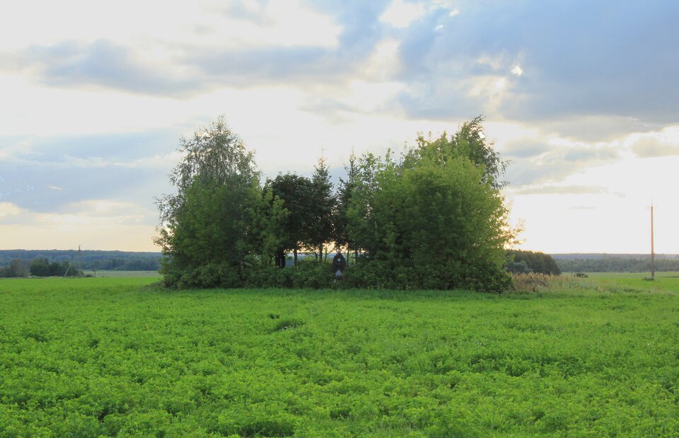Na zdjęciu znajduję się polana z kilkoma drzewami. Między nimi znajduje się mała kapliczka. 