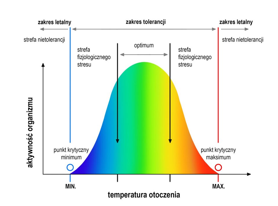 Wykres przedstawia tolerancję ekologiczną organizmu na przykładzie jego aktywności w zależności od zakresu temperatury.  Na osi y opisano aktywność organizmu, natomiast na osi x opisano temperaturę otoczenia.  Zakres letalny, czyli strefa nietolerancji rozpoczyna się w początku układu współrzędnych i zakończony jest w punkcie krytycznym minimum, określonym jako minimalna temperatura otoczenia. Następnie znajduje się zakres tolerancji, znajdujący się pomiędzy minimalną a maksymalną temperaturą otoczenia. W zakresie tolerancji znajduje się optimum, będące środkowym, zaznaczonym na zielono zakresem wartości paraboli wykresu oraz dwie strefy fizjologicznego stresu. Jedna z nich odpowiada zakresowi pomiędzy temperaturą minimalną a lewym końcem zakresu optimum, oznaczona jest przez gradient koloru niebieskiego. Druga z nich znajduje się pomiędzy prawym końcem zakresu optimum a punktem krytycznym maksimum, określającym maksymalną temperaturę otoczenia. Jest ona oznaczona przez gradient koloru pomarańczowego. Ostatni zakres letalny, będący strefą nietolerancji znajduje się na prawo od punktu krytycznego maksimum dla maksymalnej temperatury otoczenia. 