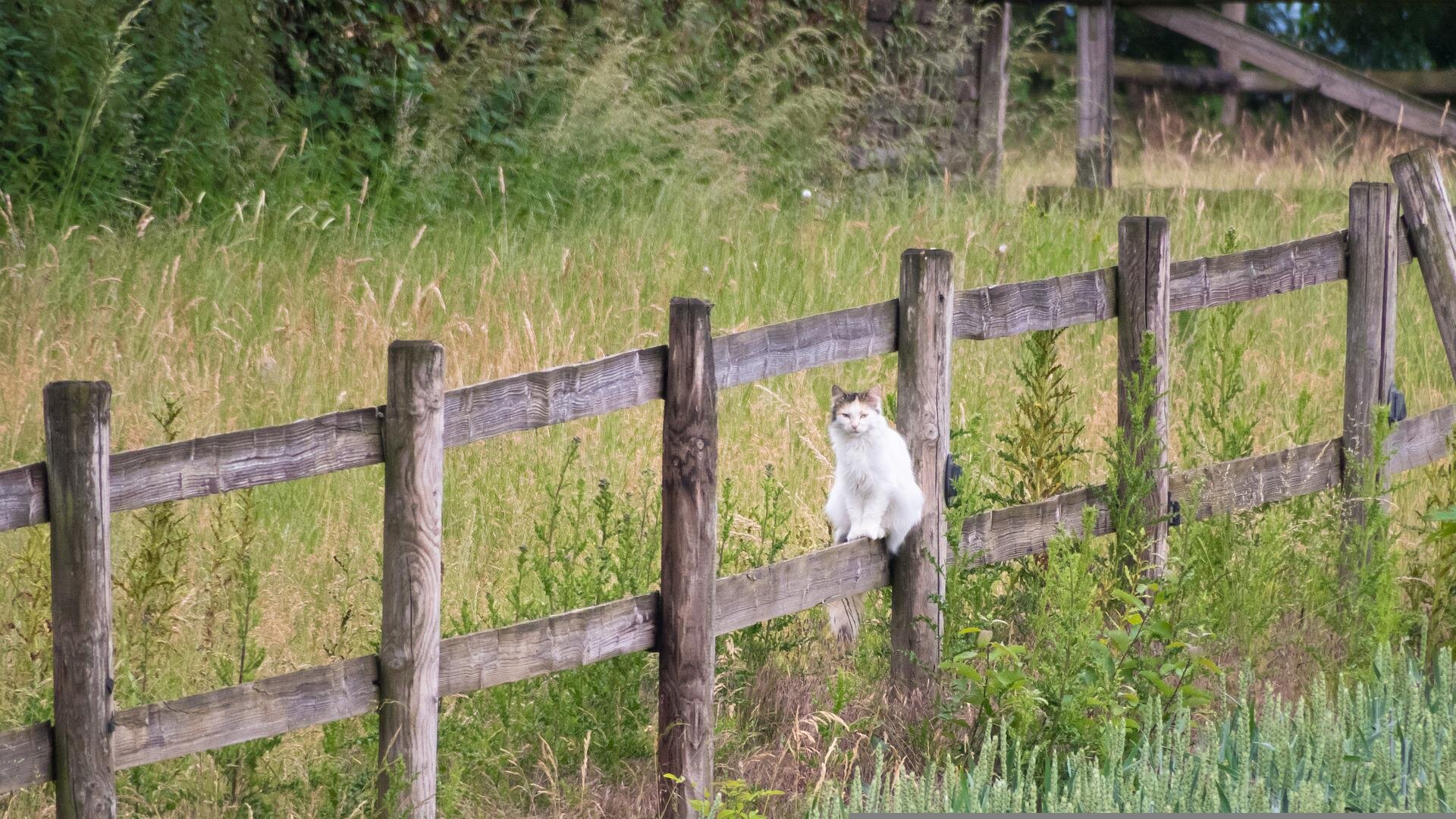 Trawiasty teren pośród którego biegnie drewniane ogrodzenie. Siedzi na nim biało‑szary kot.