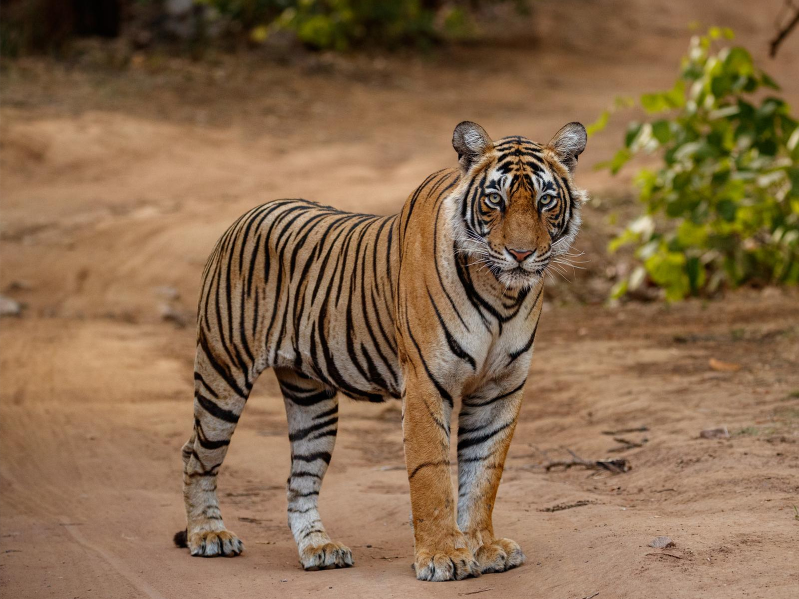 Zdjęcie przedstawia tygrysa stojącego na brązowej ziemi, z głową skierowaną w obiektyw. Umaszczenie tygrysa jest żółtawordzawe z wyraźnymi, czarnymi, poprzecznymi pręgami.
