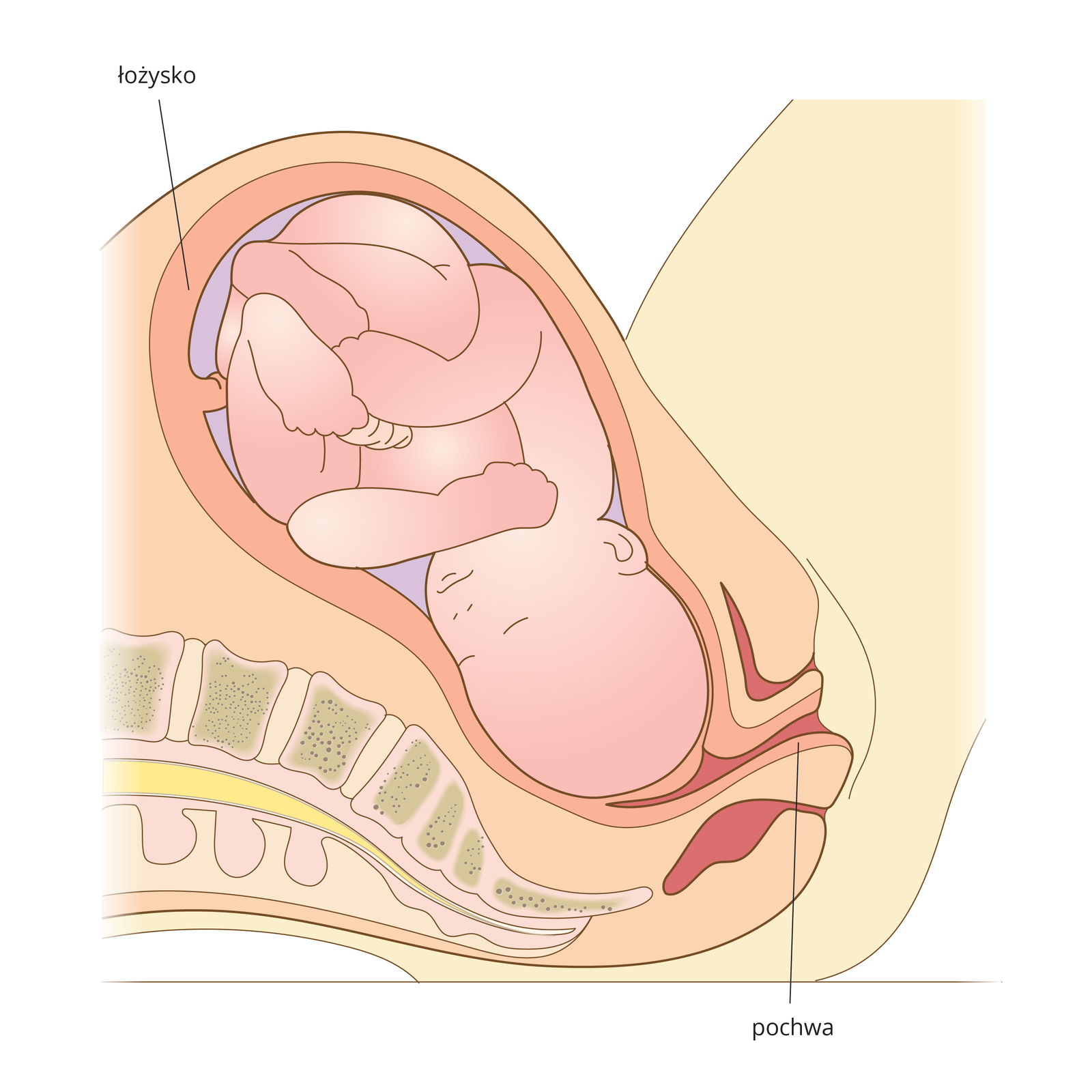 Galeria obrazuje poszczególne fazy porodu. Fragment sylwetki kobiety leżącej na plecach. Kolorem beżowym i żółtym zaznaczony kręgosłup. Ilustracja przedstawia pierwszą fazę porodu. Dziecko zwrócone głową do kanału rodnego, ciemnoróżowym kolorem zaznaczona pochwa. Kolorem łososiowym zaznaczono łożysko. Wody płodowe oznaczono kolorem fioletowym.