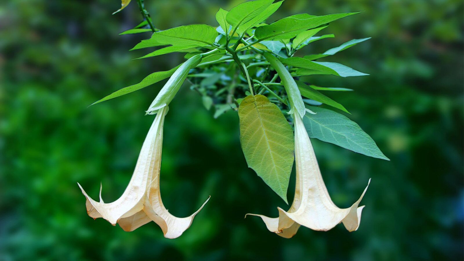 Zdjęcie przedstawia brugmansje. Roślina pełna zielonych liści, między którymi wiszą dwa białe kwiatostany w kształcie kielichów, odwróconych do góry nogami.  