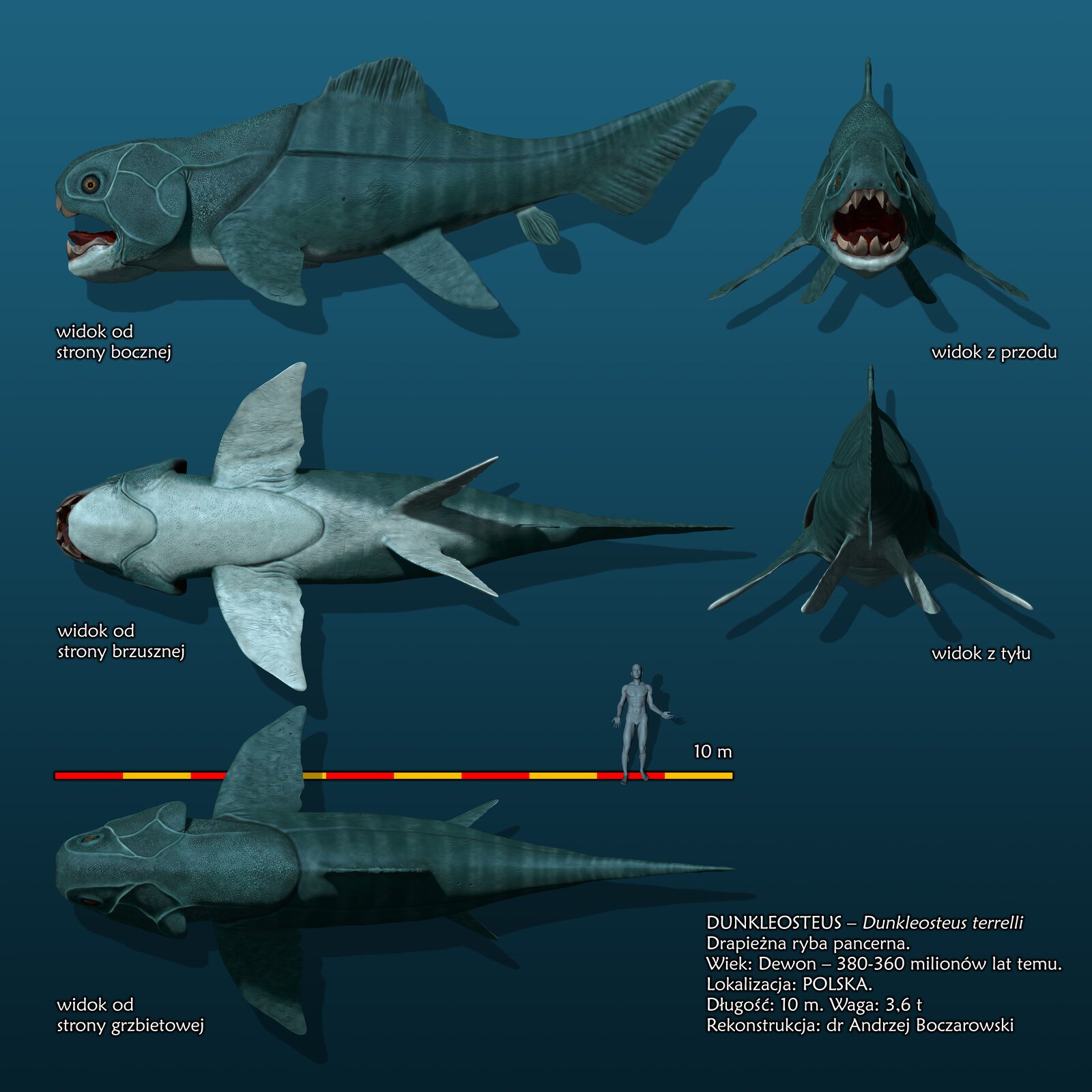 Grafika przedstawia wymarłą rybę – Dunkleosteus. Była to drapieżna ryba pancerna. Żyła w dewonie, czyli między trzysta osiemdziesiąt a trzysta sześćdziesiąt milionów lat temu. Żyła również na terenie Polski. Osiągała długość dziesięciu metrów i wagę trzech i sześciu dziesiątych tony. Na górze grafiki widać ciało ryby widoczne z boku. Ryba jest szara. Tylna część ciała wąska, a przednia masywna. Głowa pokryta płytami przypominającymi pancerz. Szczęki wyposażone w duże stożkowate zęby. Poniżej widać rybę od spodu. Ciało ma biały kolor. Widać duże płetwy piersiowe przypominające skrzydła. Poniżej jest podziałka liniowa, na której wyznaczono odcinki odpowiadające długości 1 m każdy. Obok podziałki liniowej widać sylwetkę człowieka. Najniżej znajduje się ryba widoczna z góry, a po prawej stronie widok ryby od przodu i tyłu.