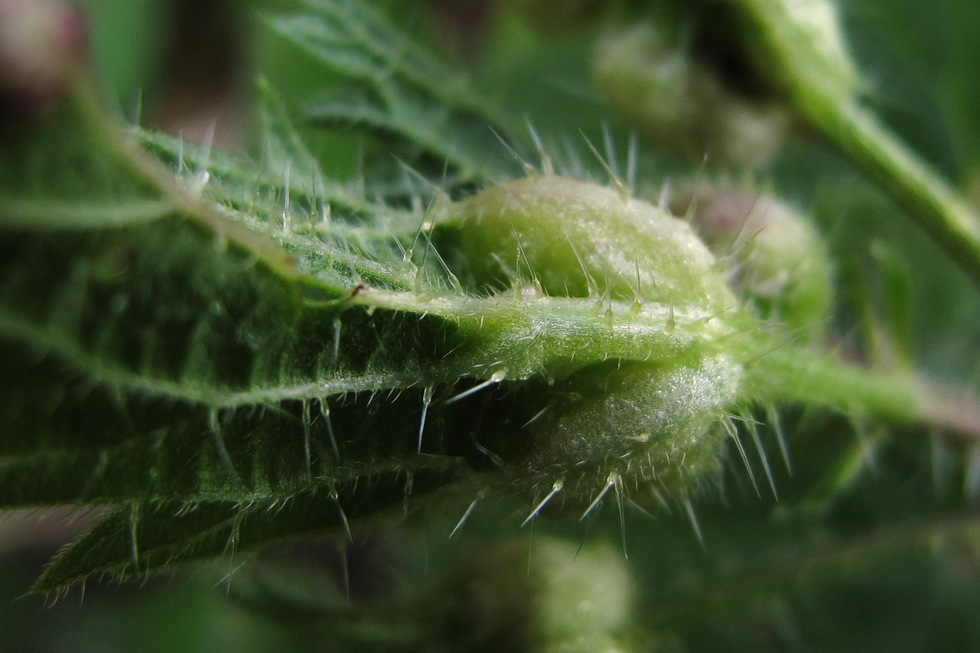 Fotografia przedstawia zbliżenie liścia pokrzywy. Ze zgrubień blaszki liściowej, czyli nerwów wyrastają małe, cienkie kolce. U podstawy mają kroplę parzącej substancji.