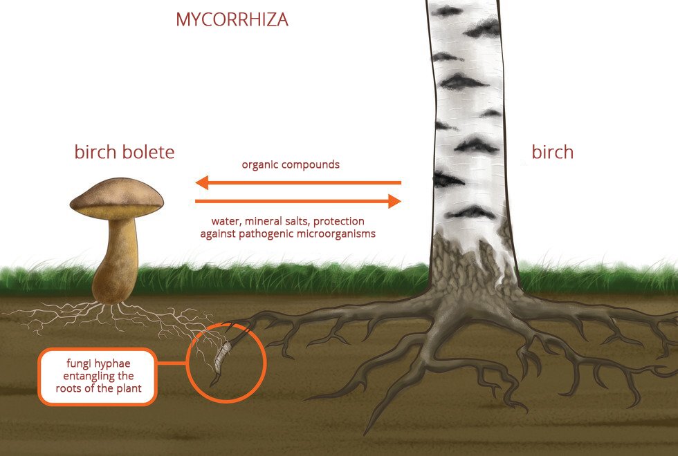 Rysunek przedstawia brązowego grzyba koźlarza babkę z lewej i pień biało – czarnej brzozy z prawej. Rosną na brązowej ziemi, w której ukazano białą grzybnię i szare korzenie drzewa. W centrum rysunku pomarańczowe kółko powiększenia wskazuje miejsce, w którym strzępki grzyba oplatają korzeń. Pomarańczowa strzałka od brzozy do koźlarza wskazuje przepływ związków organicznych. Strzałka od grzyba do drzewa wskazuje przepływ wody i soli mineralnych. Ponadto grzyb zapewnia drzewu ochronę przed mikroorganizmami chorobotwórczymi. To mikoryza. Podpisano: Mycorrhiza; birch bolate; organic compounds; water, mineral salts, protection against pathogenic microorganisma; birch; fungi hyphae entangling the roots of the plant;